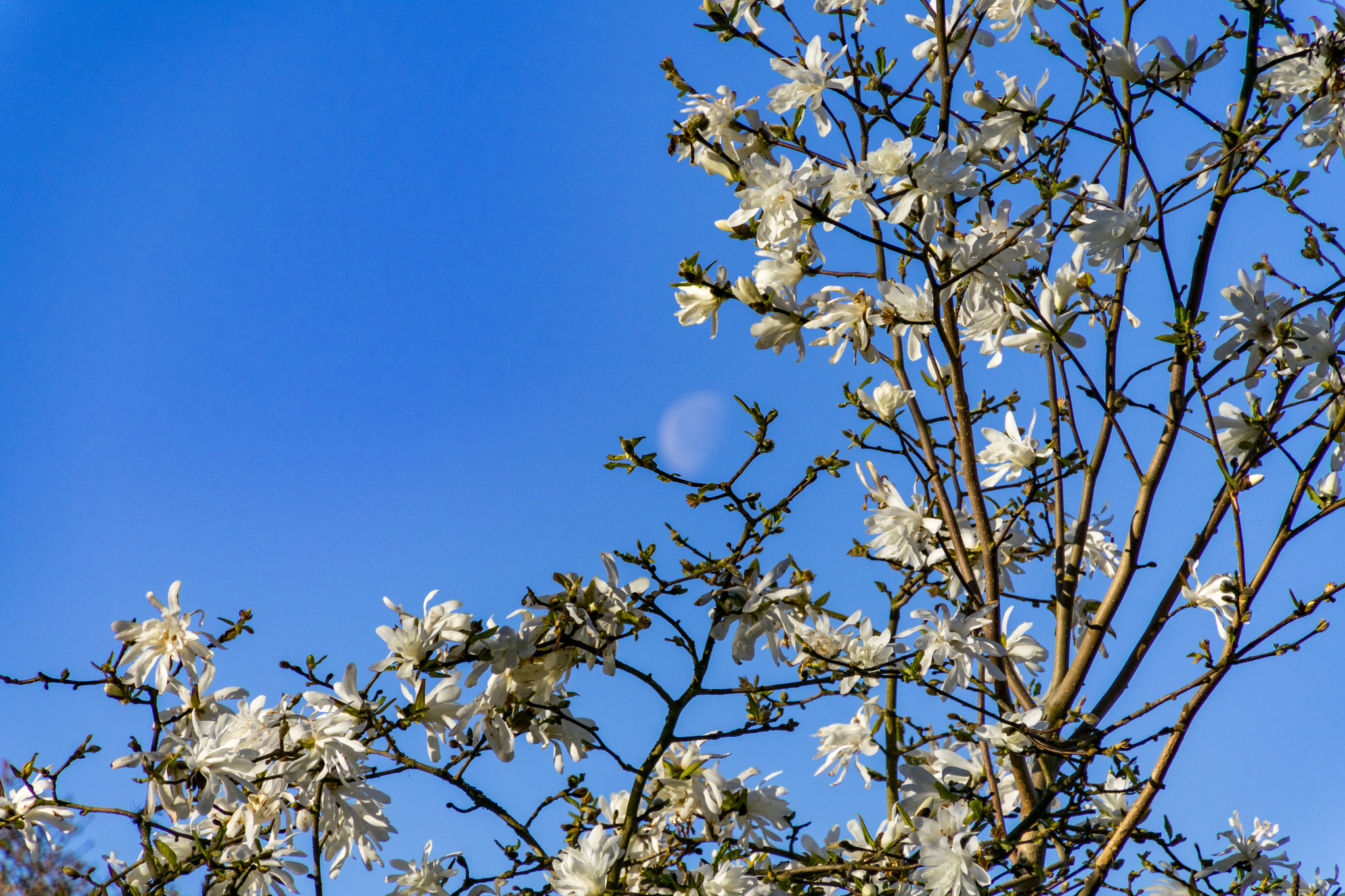 1 NIKKOR VR 10-100mm f/4-5.6 sample photo. Grab the moon photography