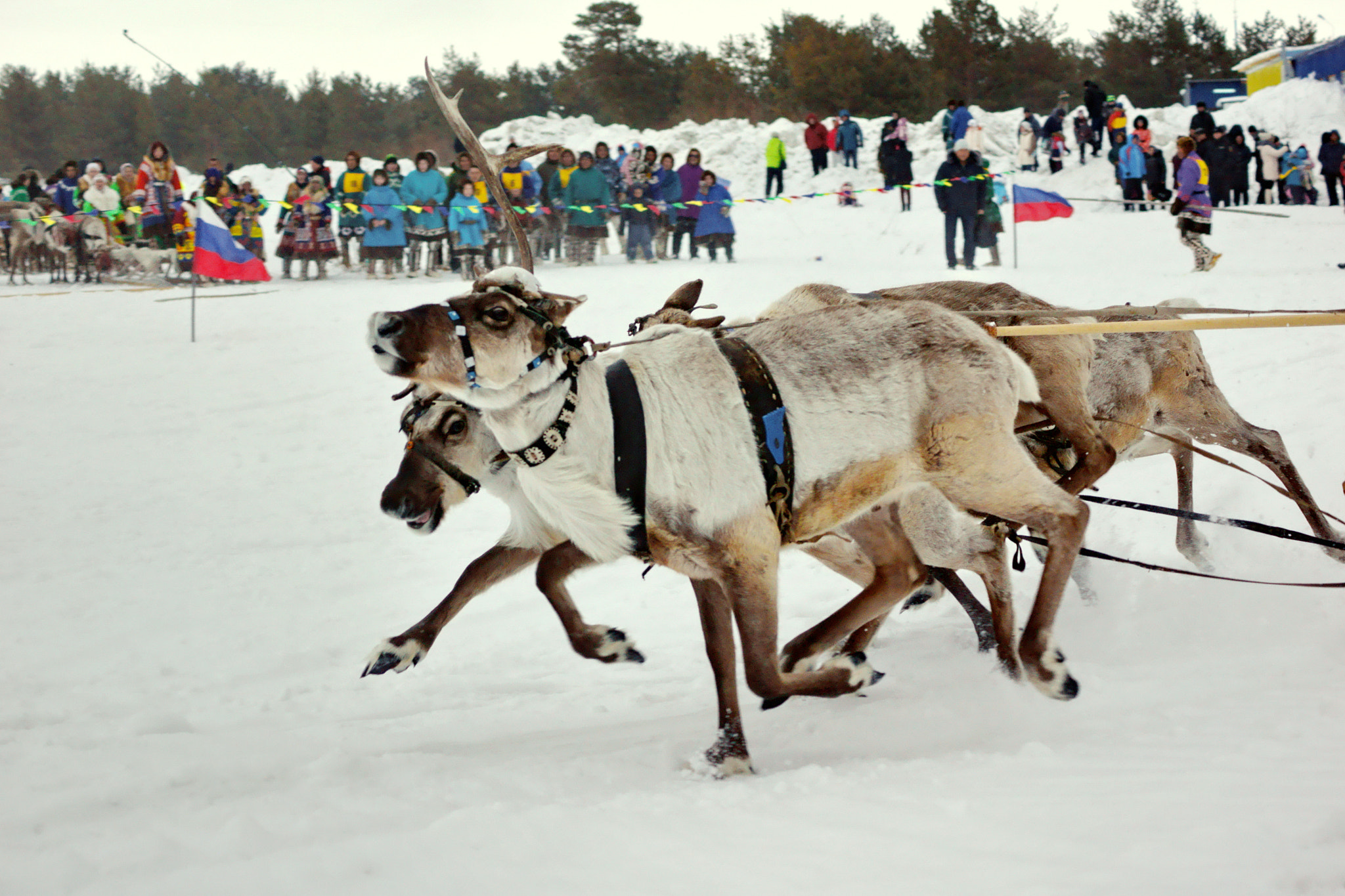 Sony DT 55-200mm F4-5.6 SAM sample photo. Deer race photography
