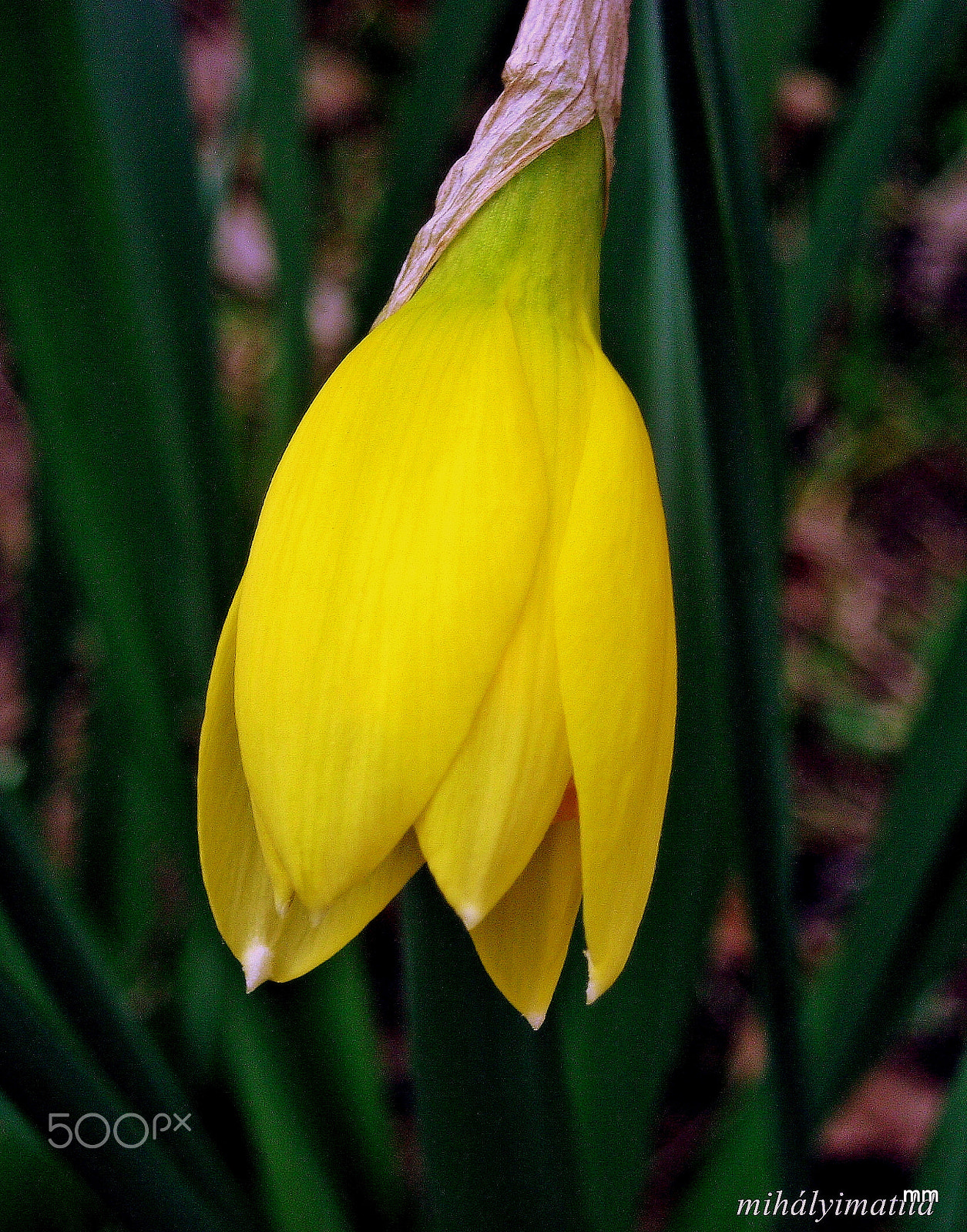 Canon PowerShot A800 sample photo. Daffodil bimbo photography