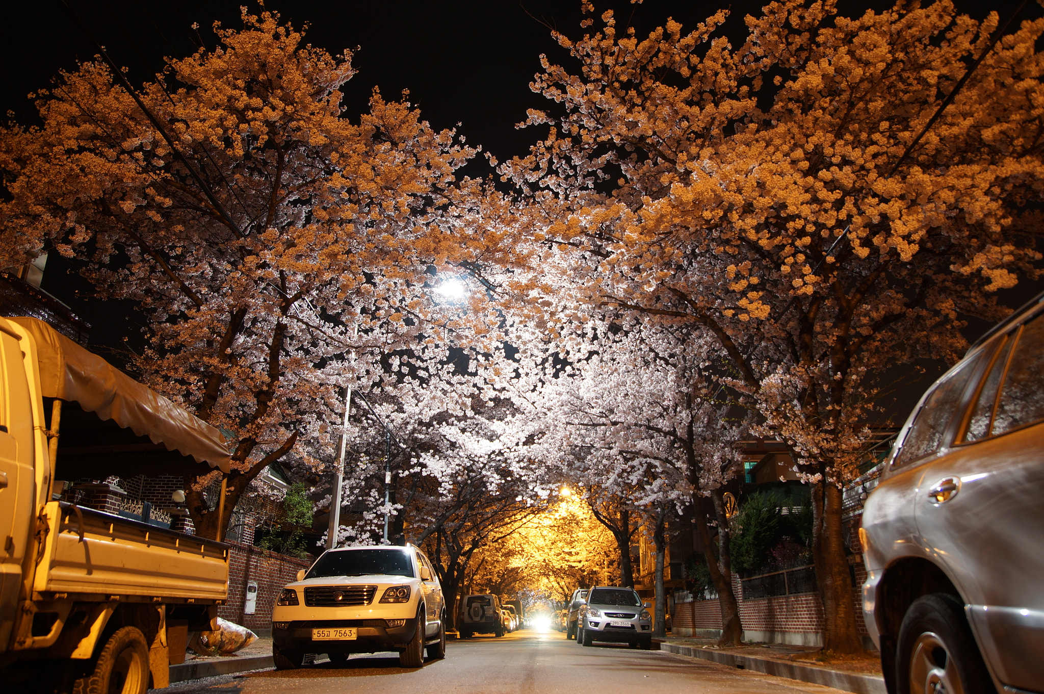 Sony SLT-A57 + Tamron Lens (255) sample photo. #spring#flower#jinhae#cherryblossoms photography