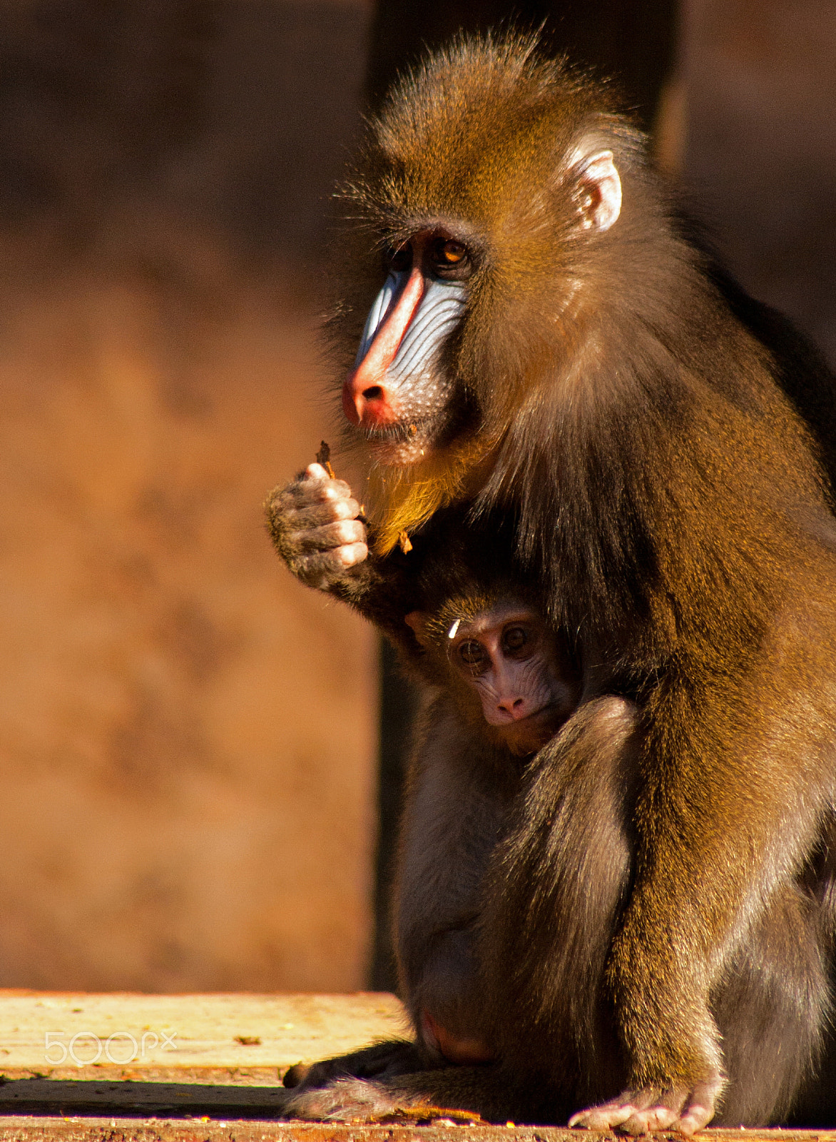 Canon EF 75-300mm f/4-5.6 USM sample photo. Mandrill with young photography