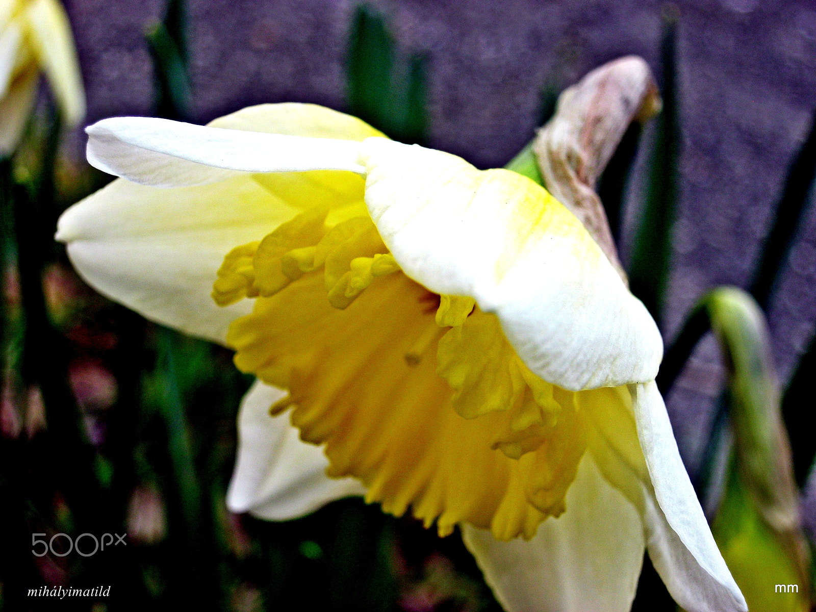 Canon PowerShot A800 sample photo. Narcissus photography