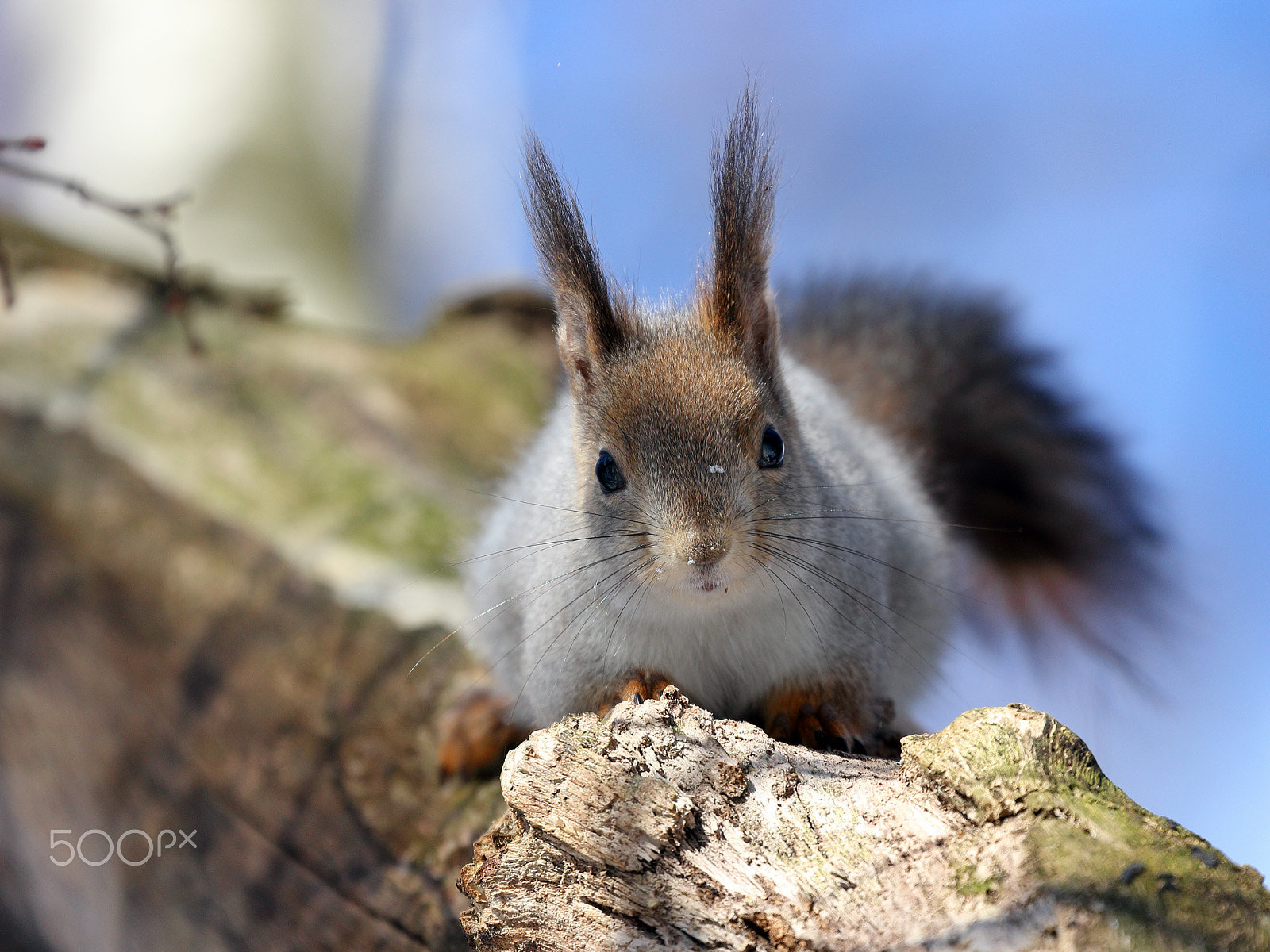 Canon EF 70-300mm F4-5.6L IS USM sample photo. Nuts? photography