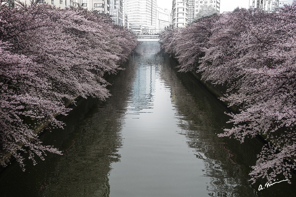Canon EOS M3 + Canon EF-S 18-135mm F3.5-5.6 IS sample photo. Cherry tree of meguro river paralleling photography