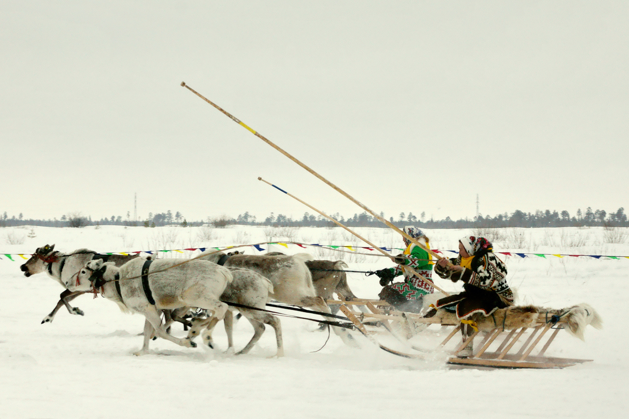 Sony DT 55-200mm F4-5.6 SAM sample photo. Deer race photography