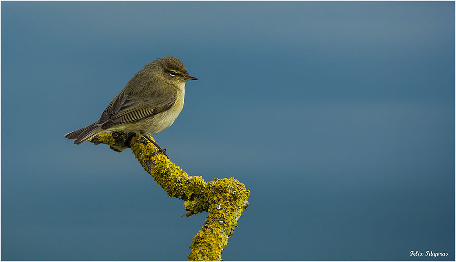 Canon EOS 5DS R + Canon EF 500mm F4L IS USM sample photo. Mosquitero photography