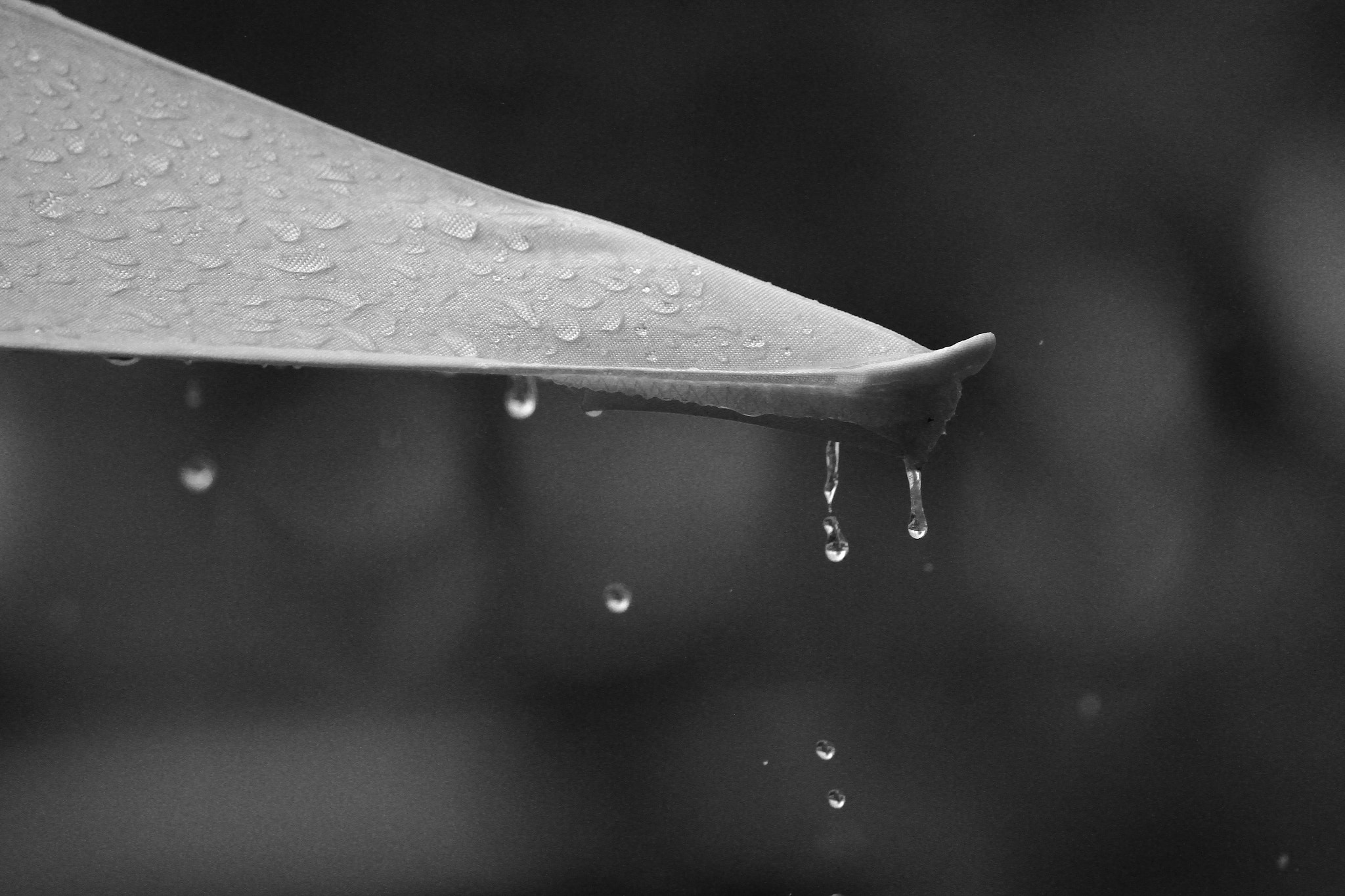 Sigma 70-300mm F4-5.6 APO DG Macro sample photo. Rainy day photography