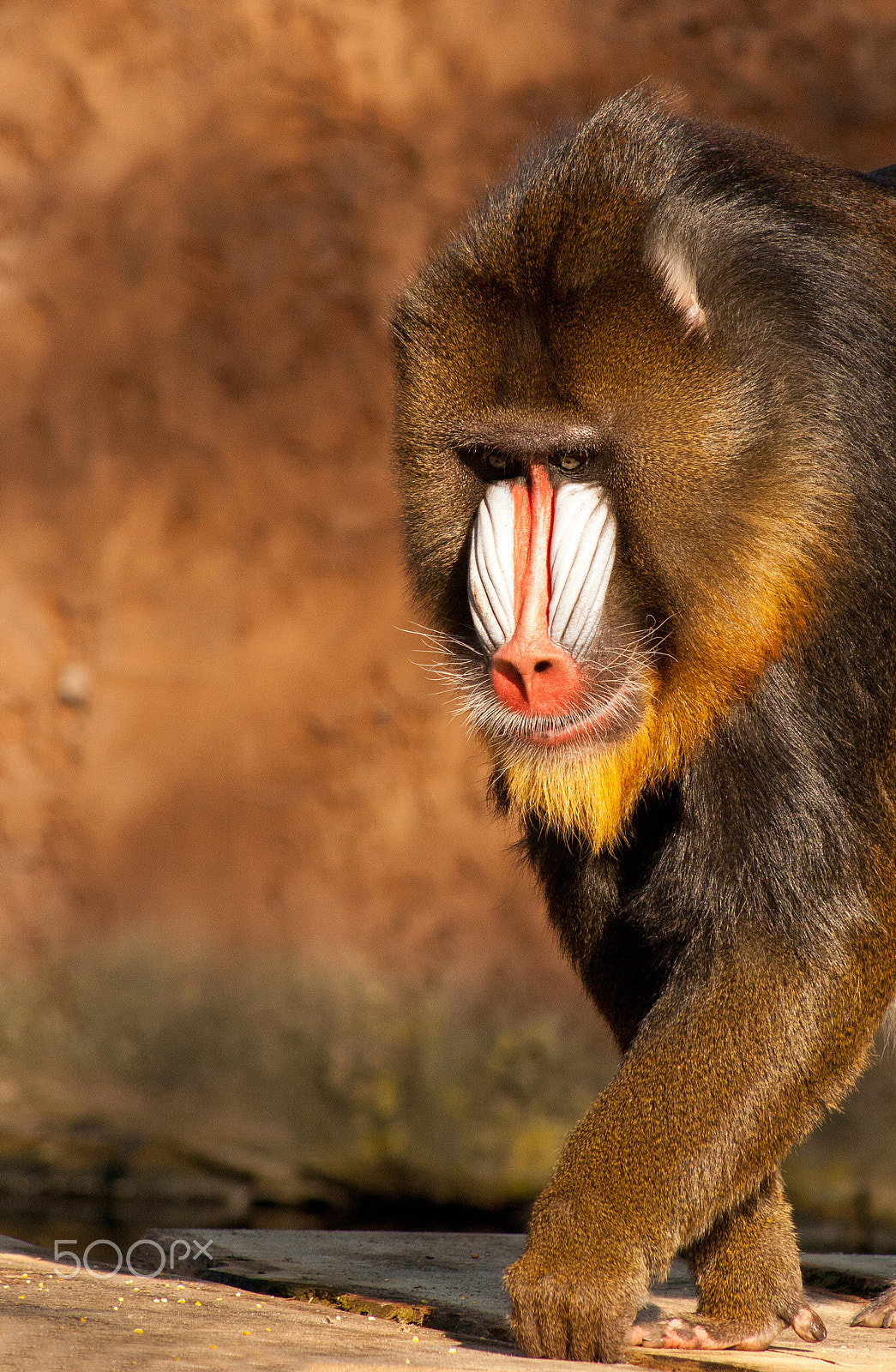 Canon EF 75-300mm f/4-5.6 USM sample photo. Searching mandrill photography