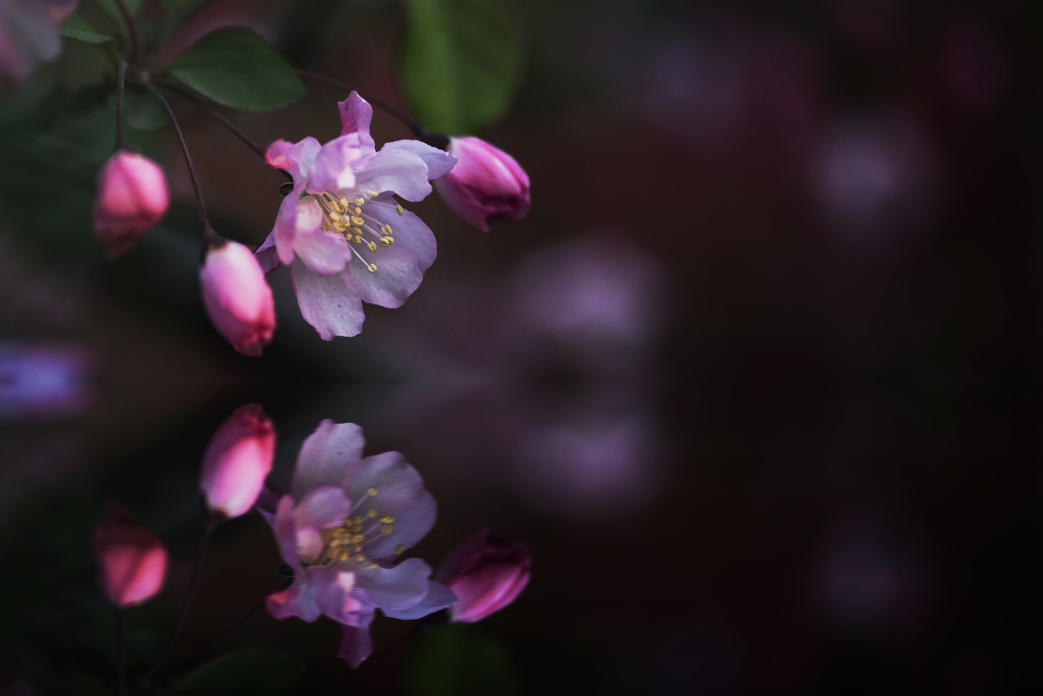 ZEISS Makro-Planar T* 100mm F2 sample photo. Crab apple photography