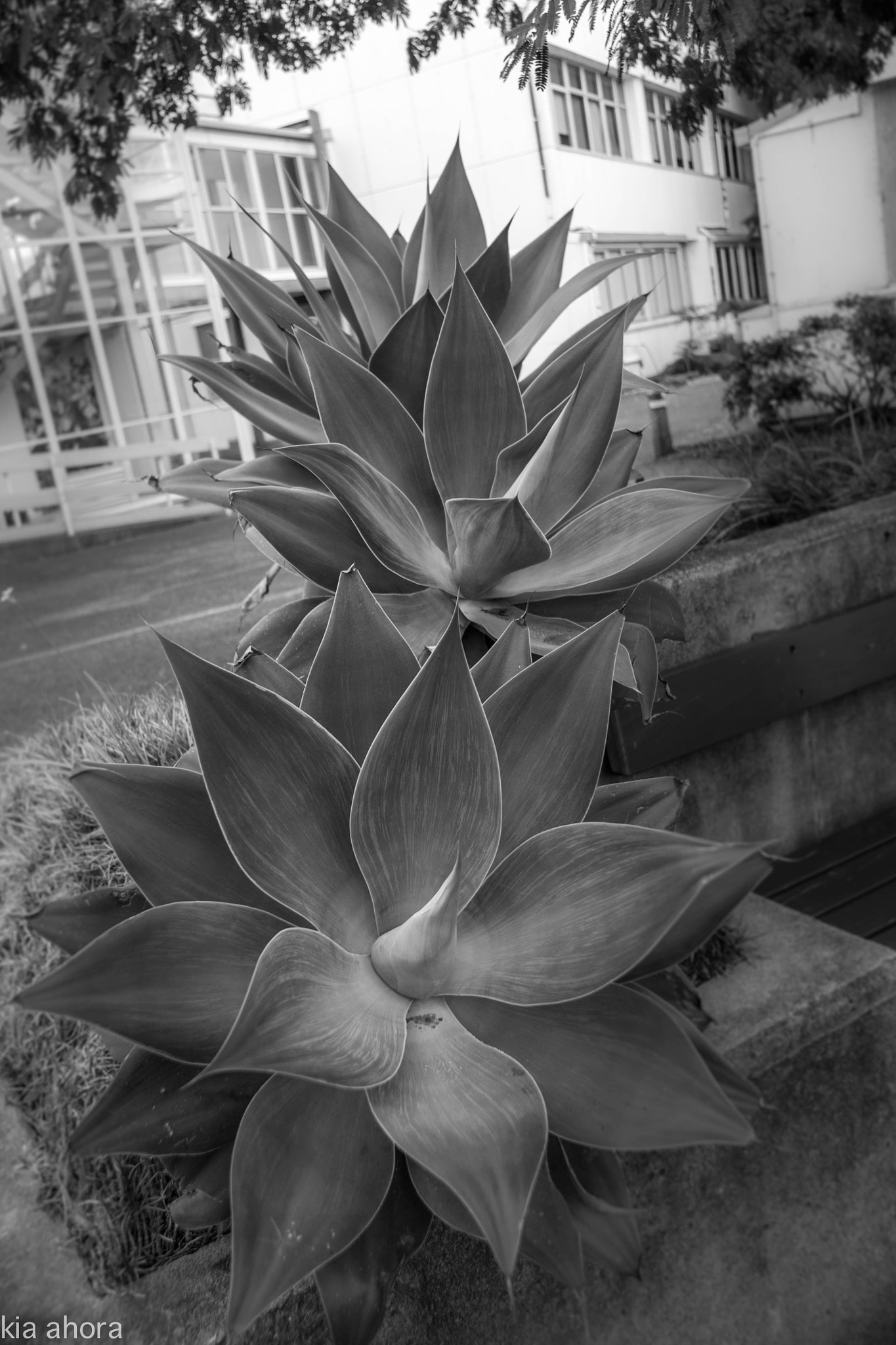 Sony Alpha DSLR-A700 sample photo. Symmetry photography