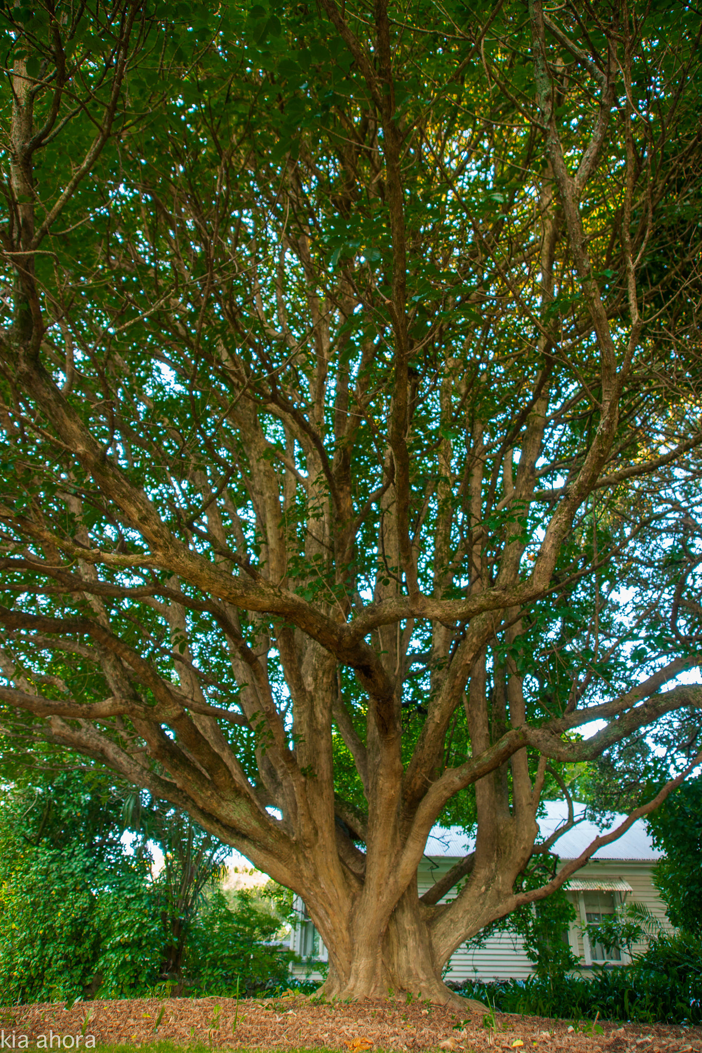 Sony Alpha DSLR-A700 sample photo. Tall photography
