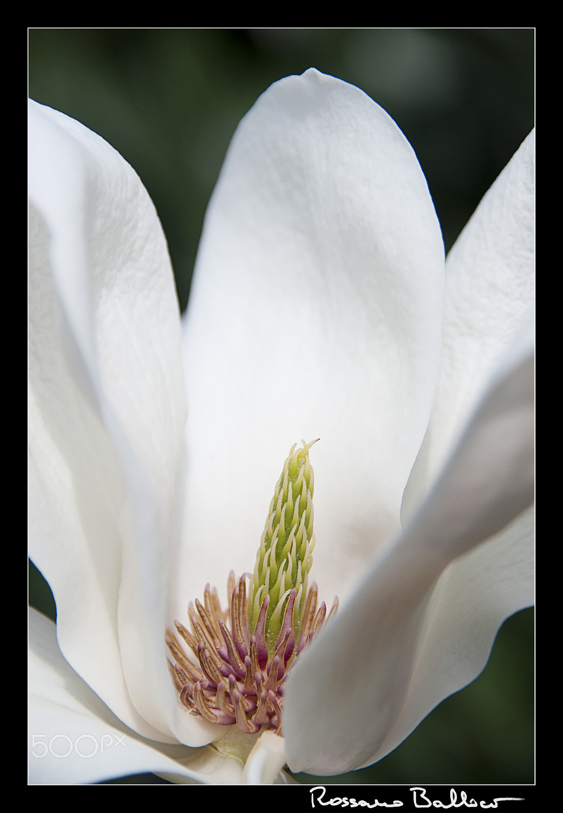Nikon D200 + Sigma 18-200mm F3.5-6.3 DC sample photo. Magnolia photography