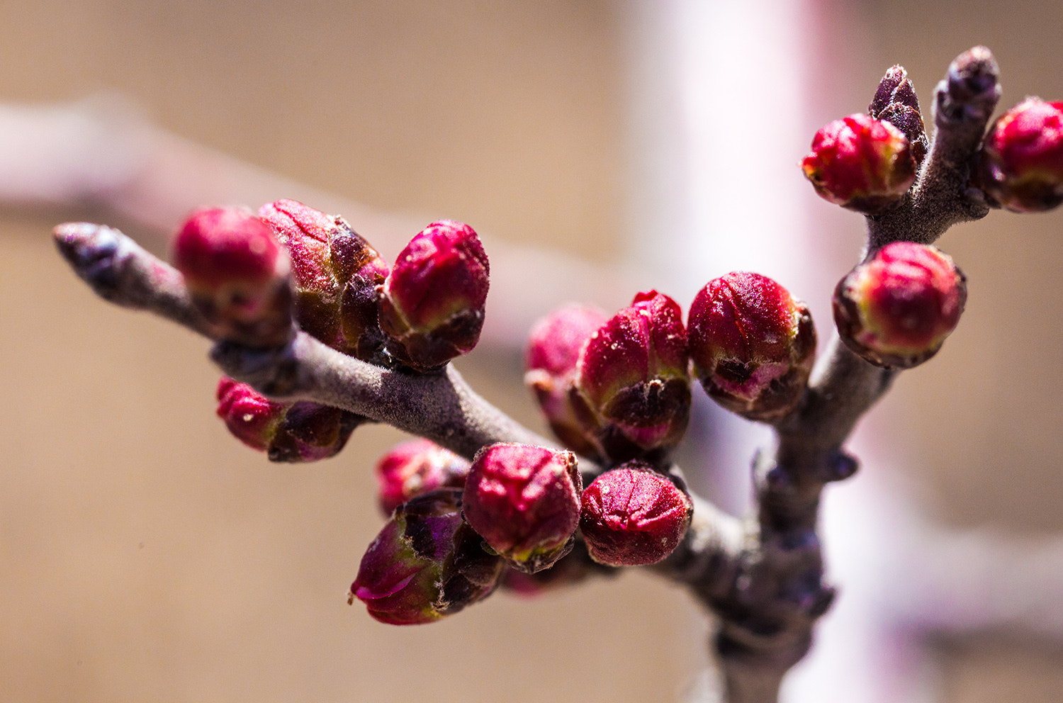 Canon MP-E 65mm F2.5 1-5x Macro Photo sample photo. 含苞待放 photography