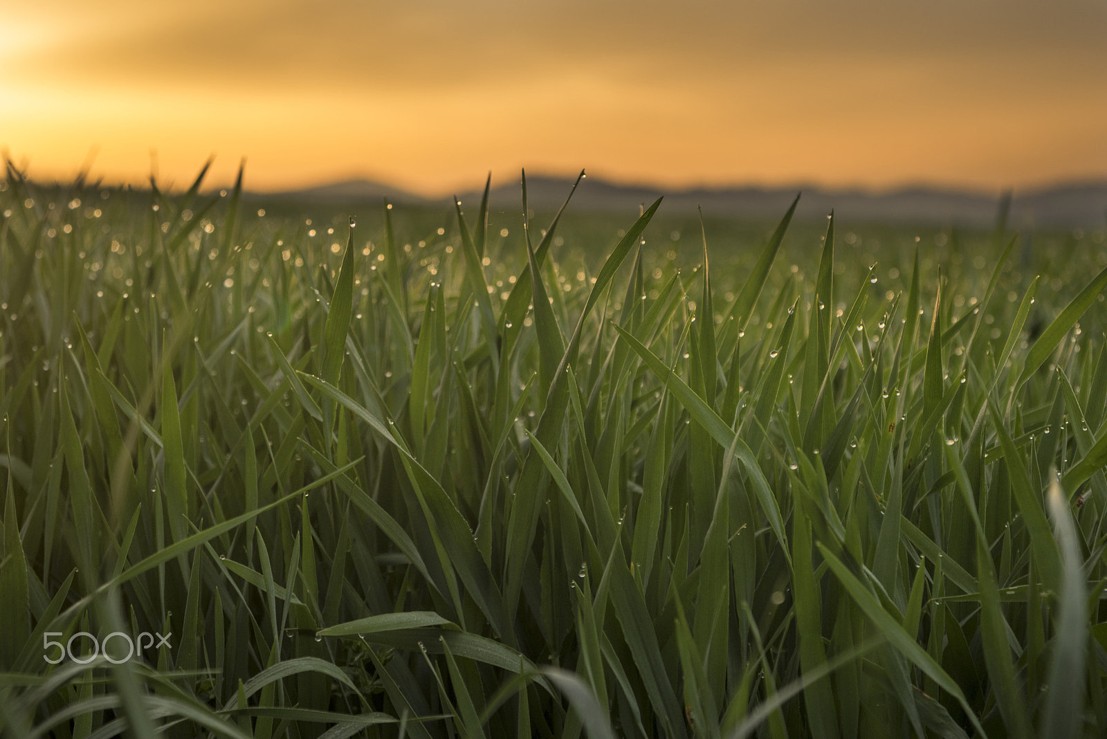Nikon D810 + Sigma 24-70mm F2.8 EX DG Macro sample photo. Sunrise photography