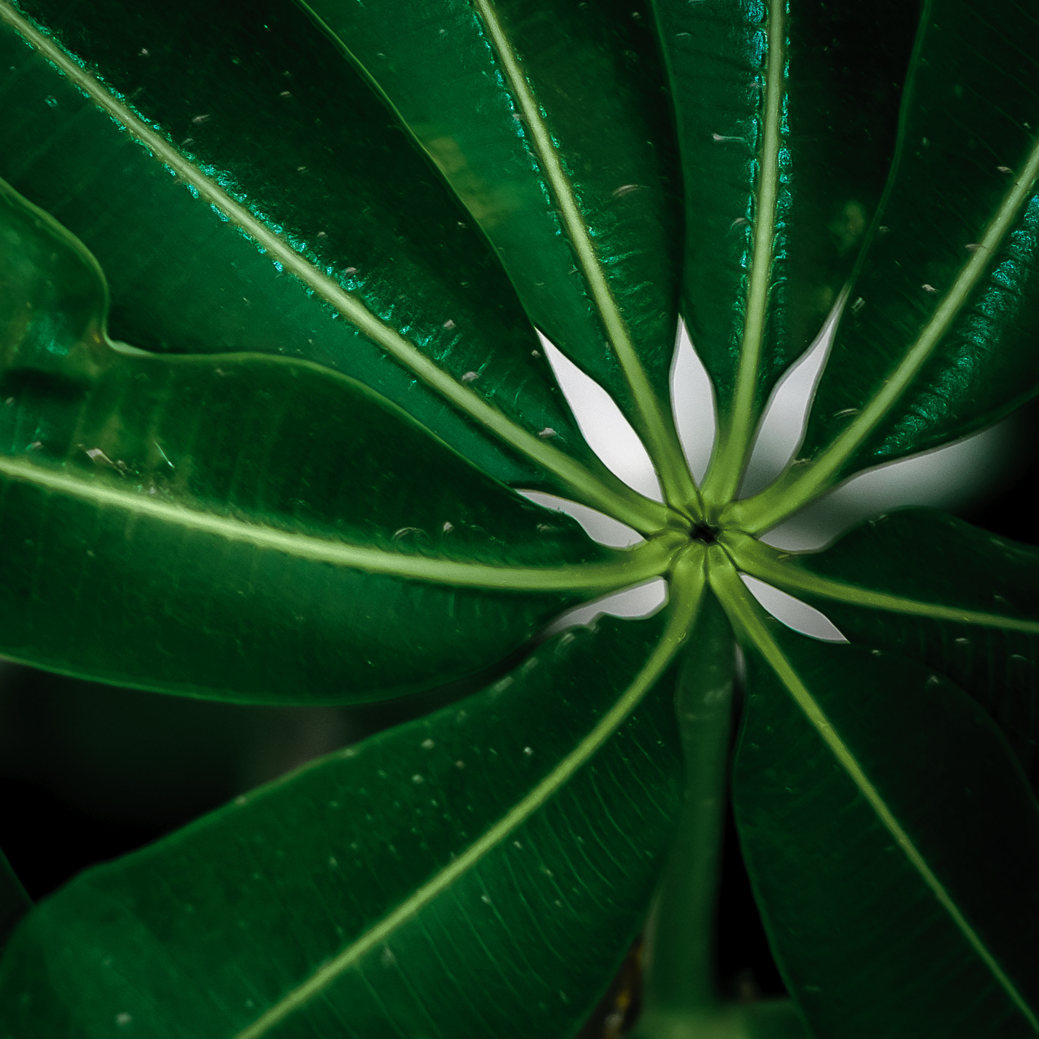 Nikon D40X sample photo. Study of light photography