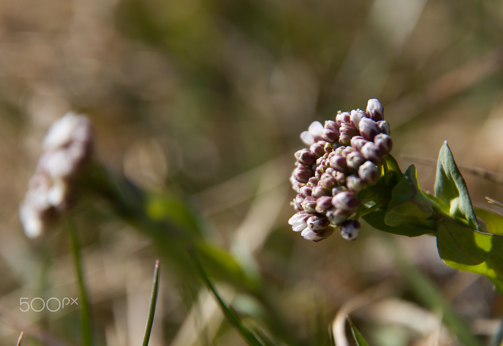 18.00 - 105.00 mm f/3.5 - 5.6 sample photo. Flowers photography