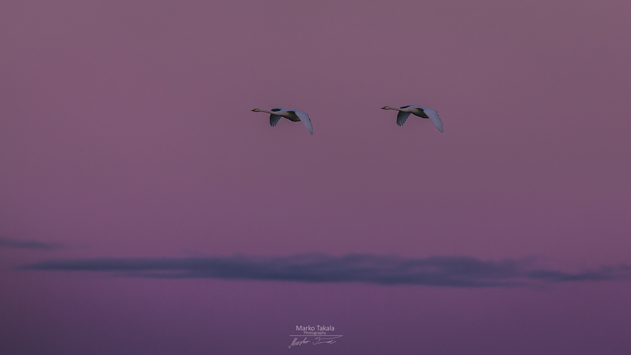 Canon EOS 5D Mark II + Canon EF 400mm F5.6L USM sample photo. Sunset flyers photography