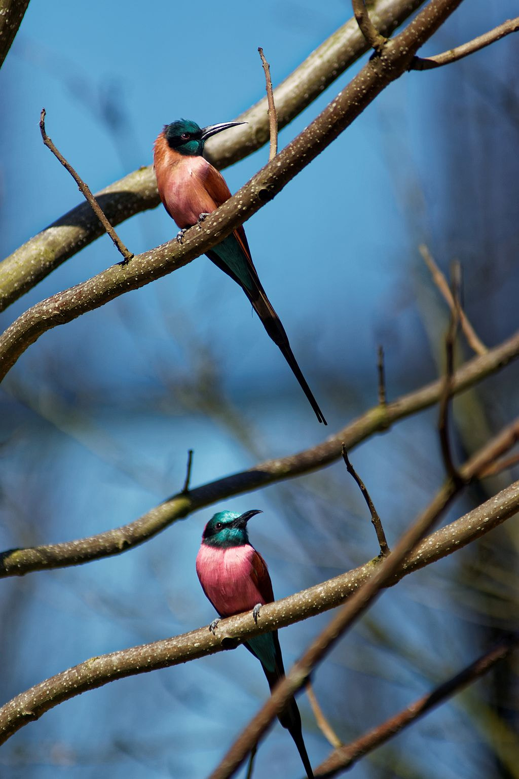 Sony SLT-A77 + Minolta/Sony AF 70-200mm F2.8 G sample photo. Early birds photography