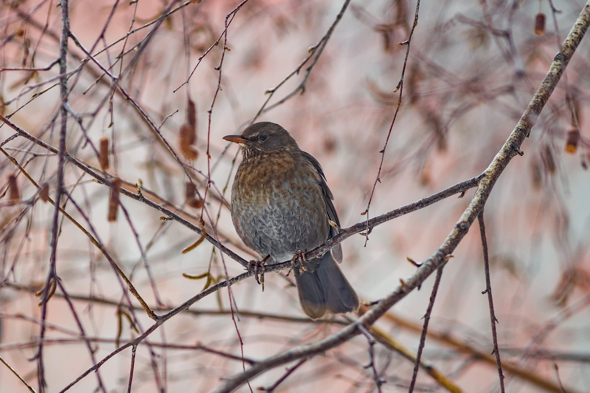 Canon EOS 700D (EOS Rebel T5i / EOS Kiss X7i) + Canon EF 200mm F2.8L II USM sample photo. Winter in feathers photography