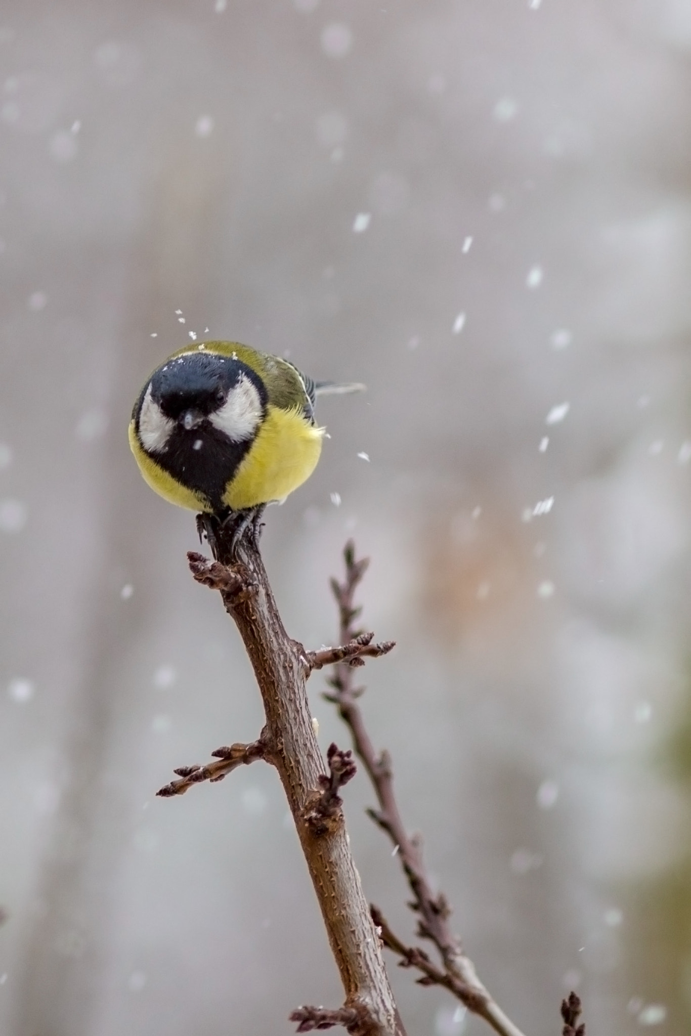 Canon EOS 700D (EOS Rebel T5i / EOS Kiss X7i) + Canon EF 200mm F2.8L II USM sample photo. Snow flakes falling on my head... photography