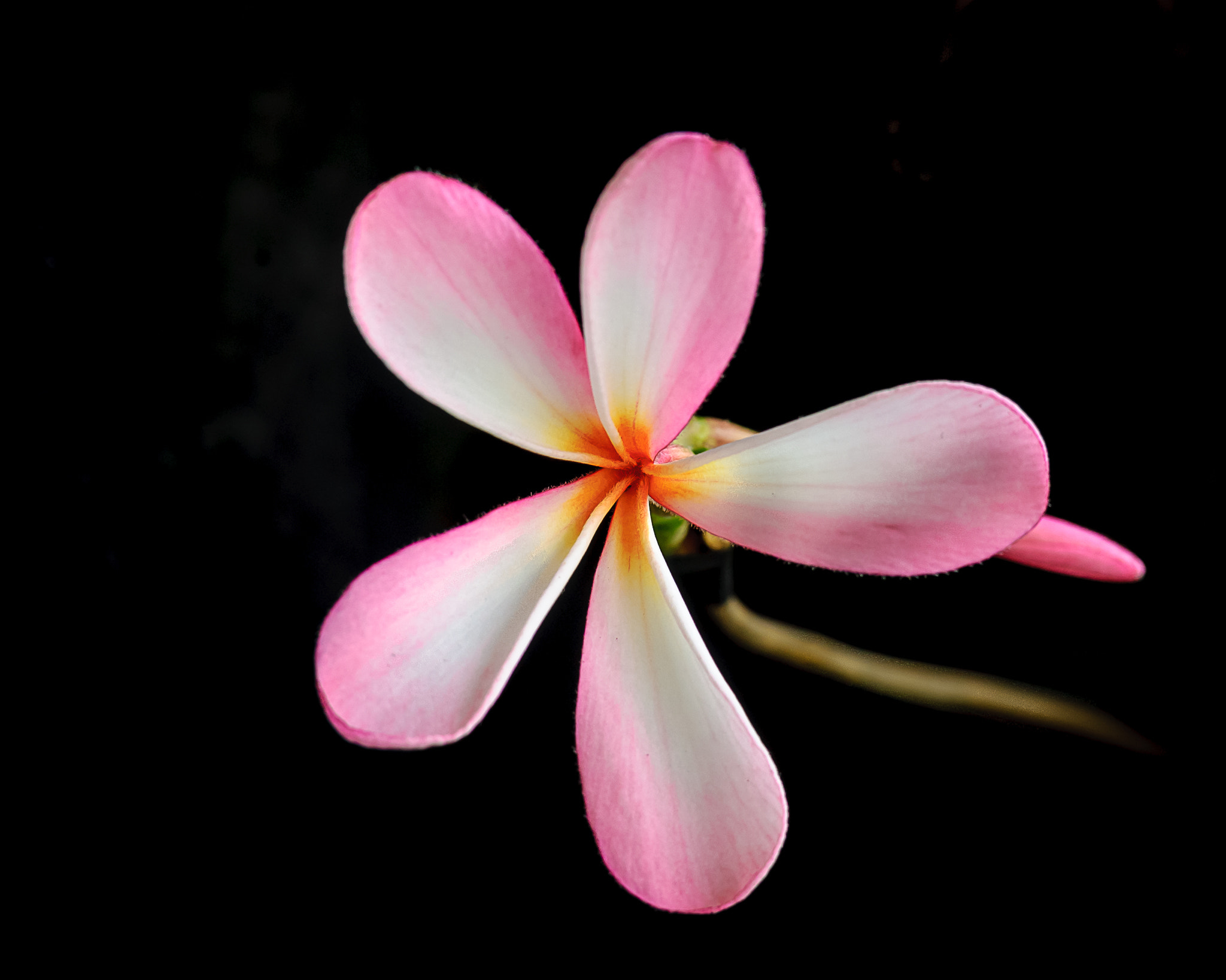 Nikon D40X sample photo. Flower photography