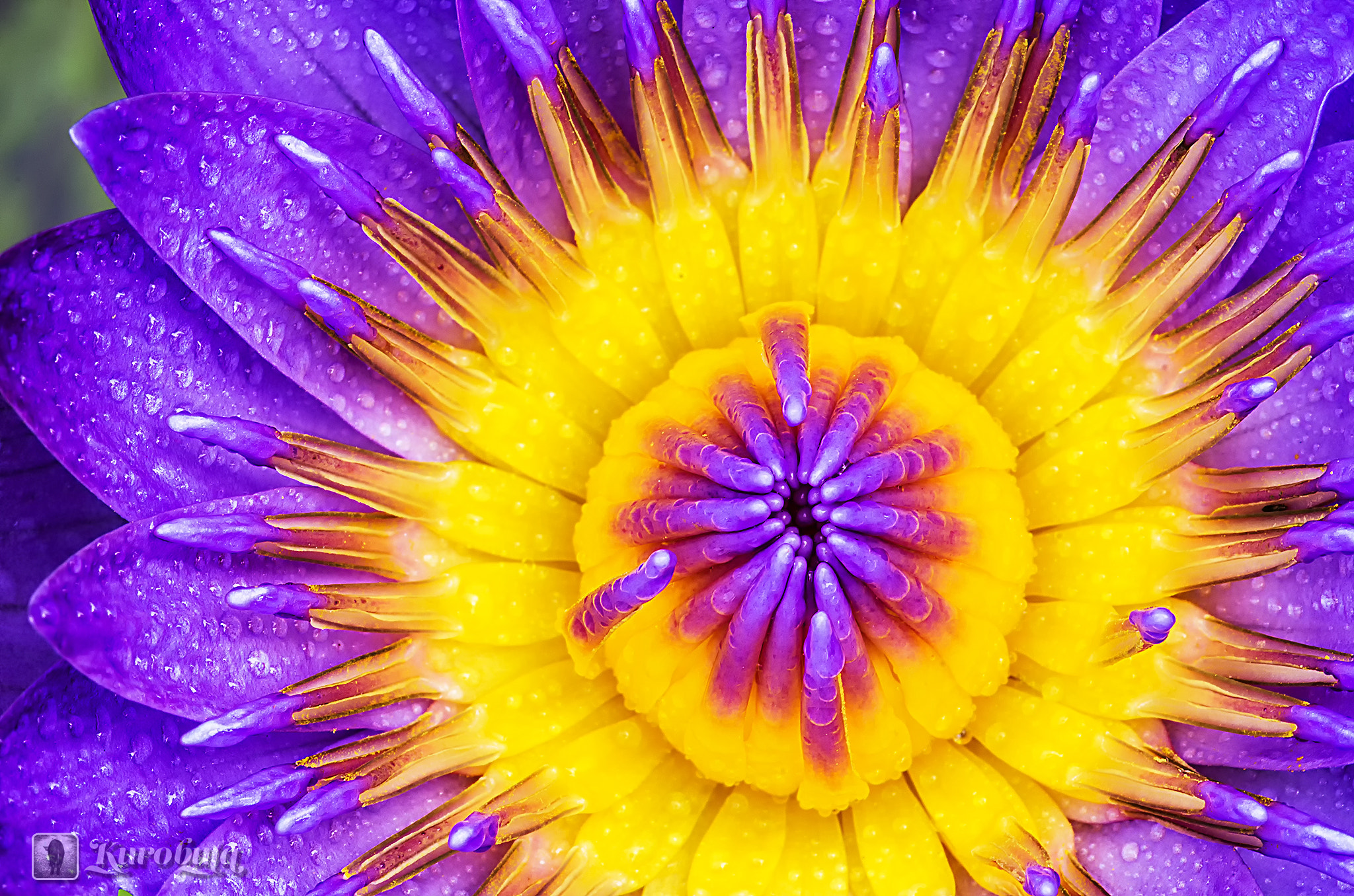 Pentax smc D-FA 100mm F2.8 Macro WR sample photo. Water lily flowering photography