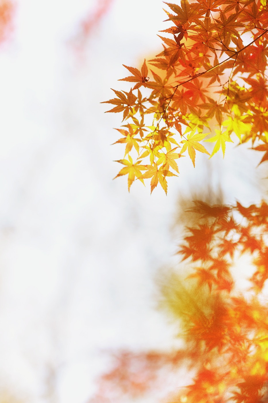 Nikon D3X + Sigma 85mm F1.4 EX DG HSM sample photo. 枫叶 photography