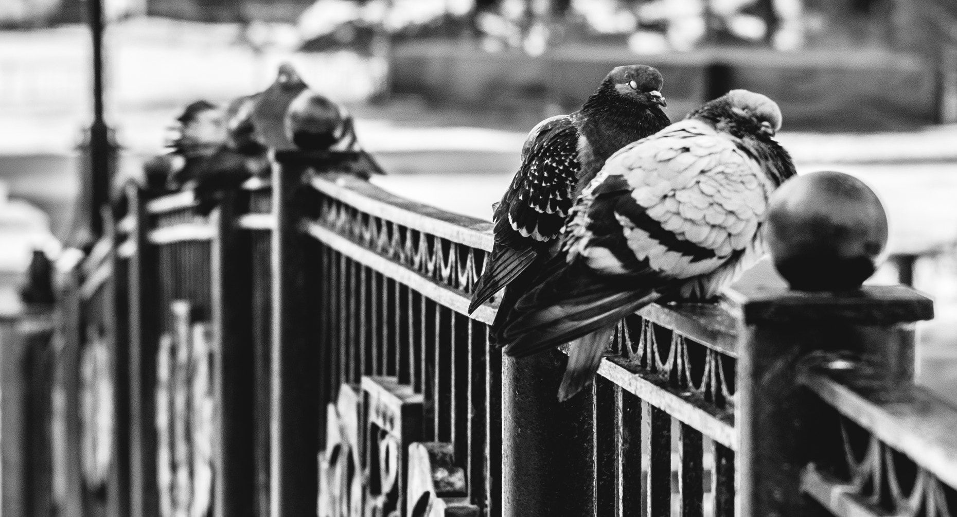 Sony Alpha DSLR-A500 + Sony 50mm F1.4 sample photo. Sleeping pigeon photography