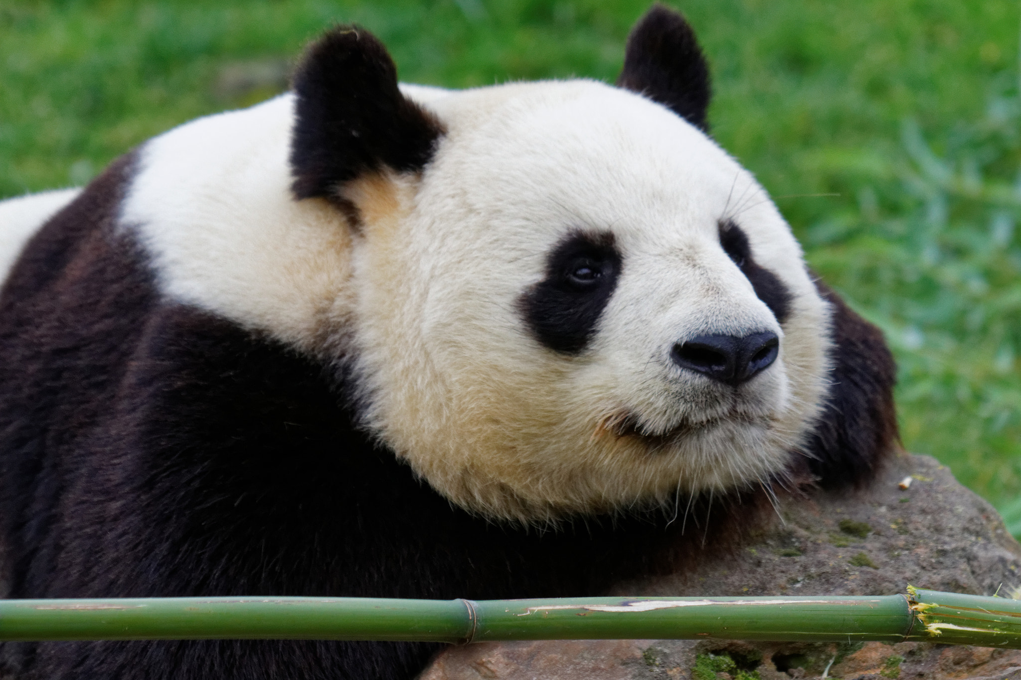 Sigma 50-500mm f/4-6.3 APO HSM EX sample photo. Zoo photography