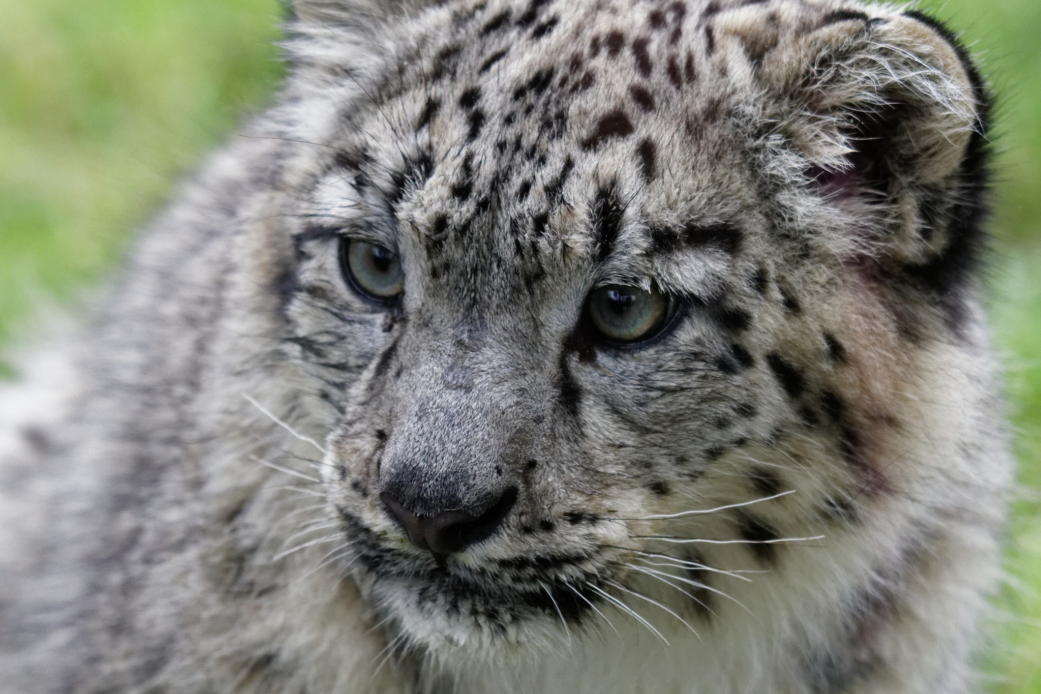 Sigma 50-500mm f/4-6.3 APO HSM EX sample photo. Zoo photography
