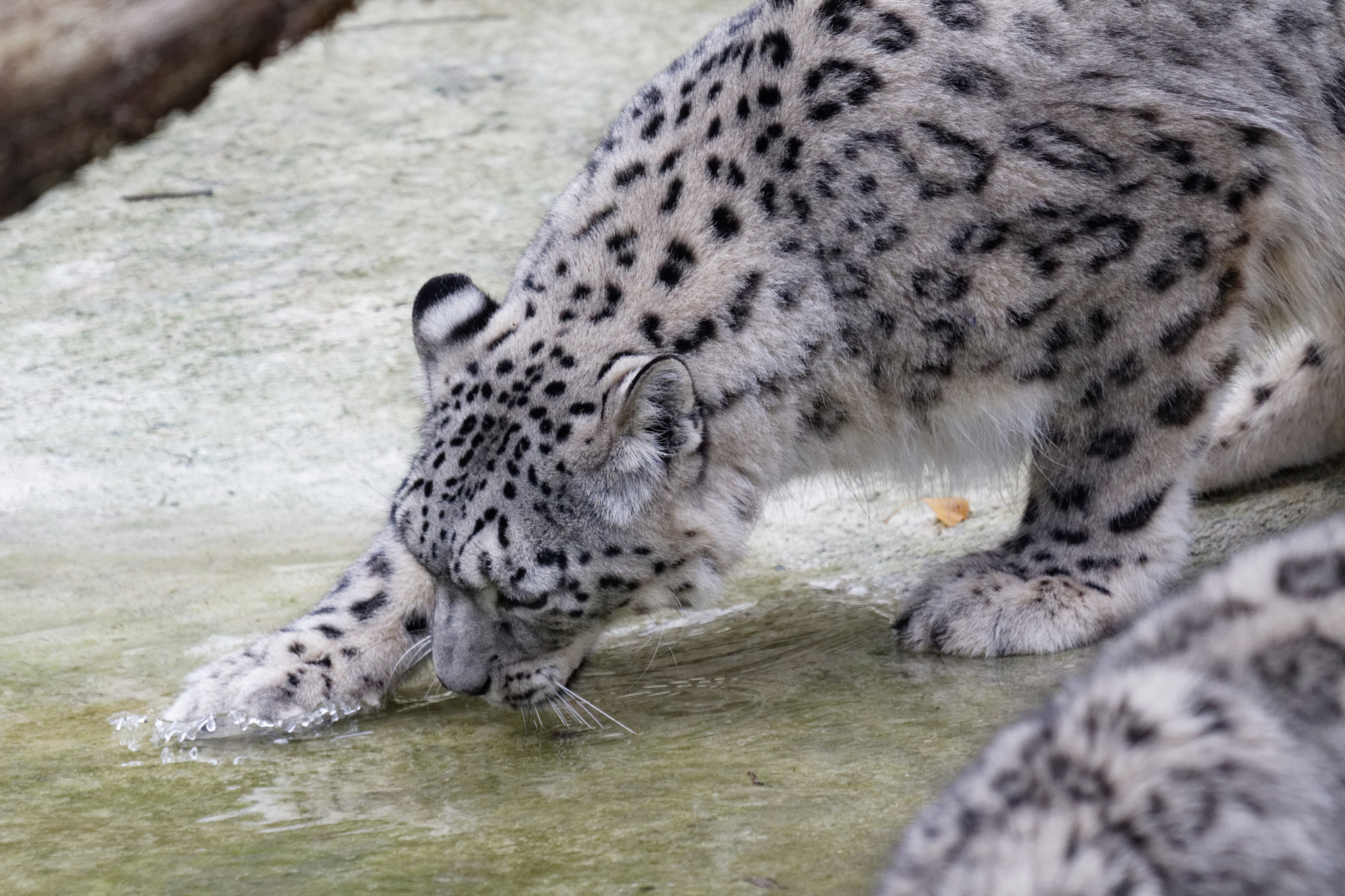Sigma 50-500mm f/4-6.3 APO HSM EX sample photo. Zoo photography