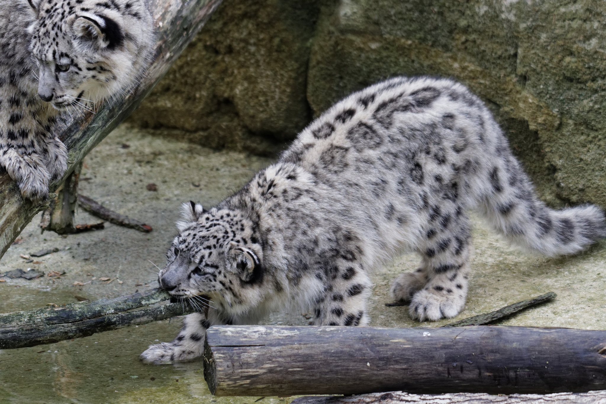 Sigma 50-500mm f/4-6.3 APO HSM EX sample photo. Zoo photography