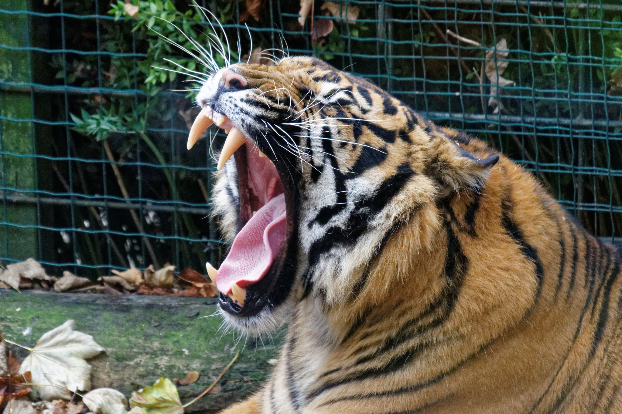 Sigma 50-500mm f/4-6.3 APO HSM EX sample photo. Zoo photography