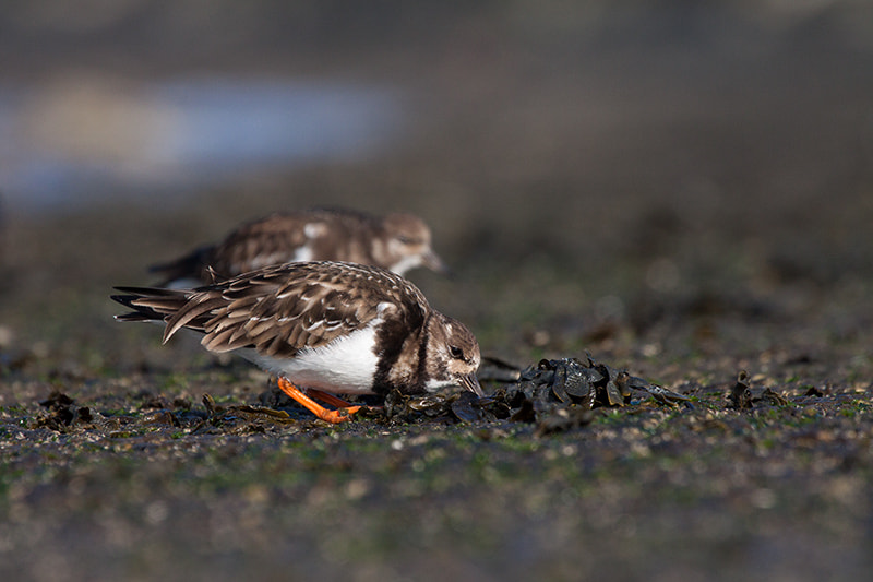 Canon EF 100-400mm F4.5-5.6L IS USM sample photo. Ruddy turnstone photography