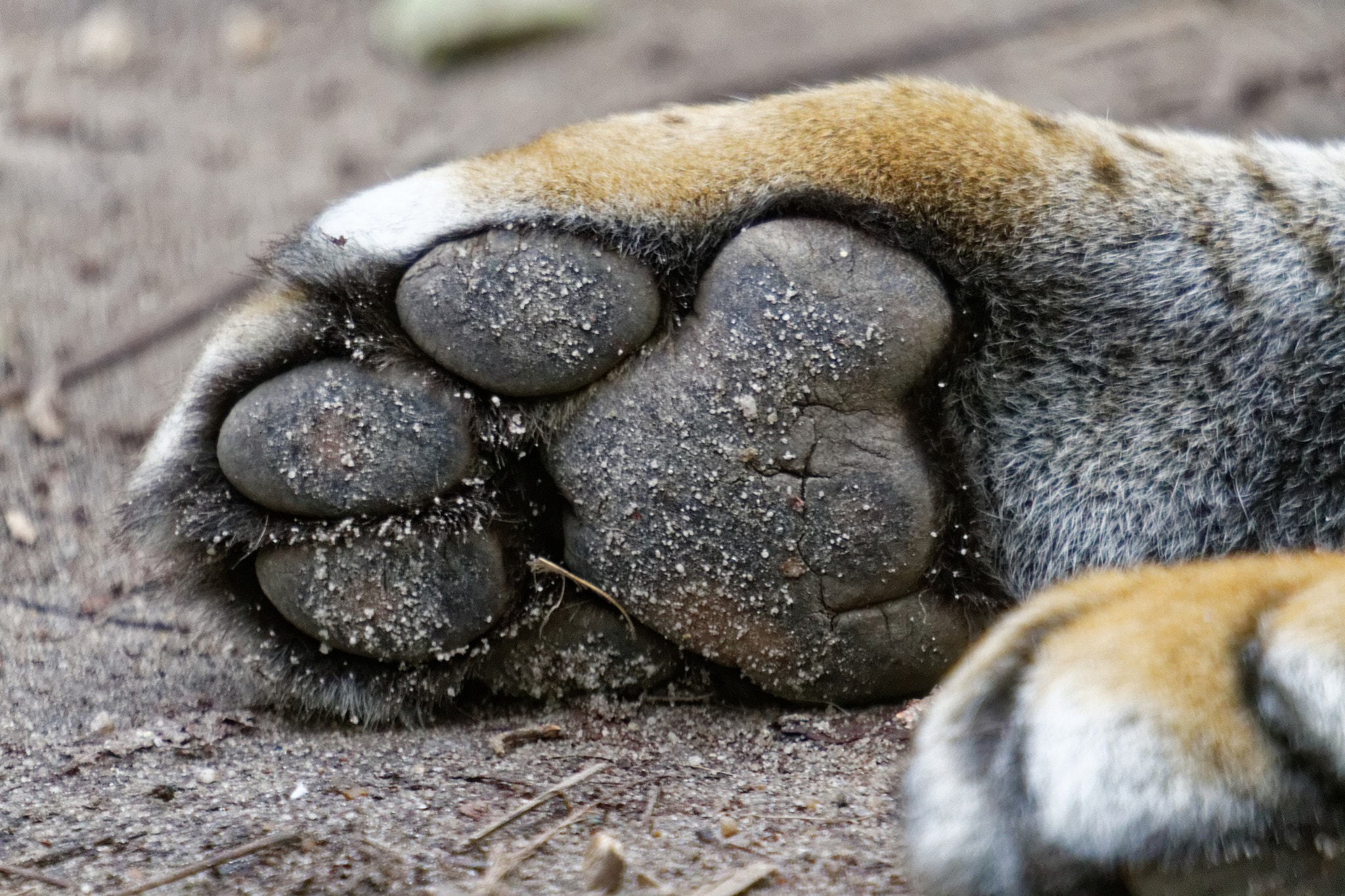 Sigma 50-500mm f/4-6.3 APO HSM EX sample photo. Zoo photography