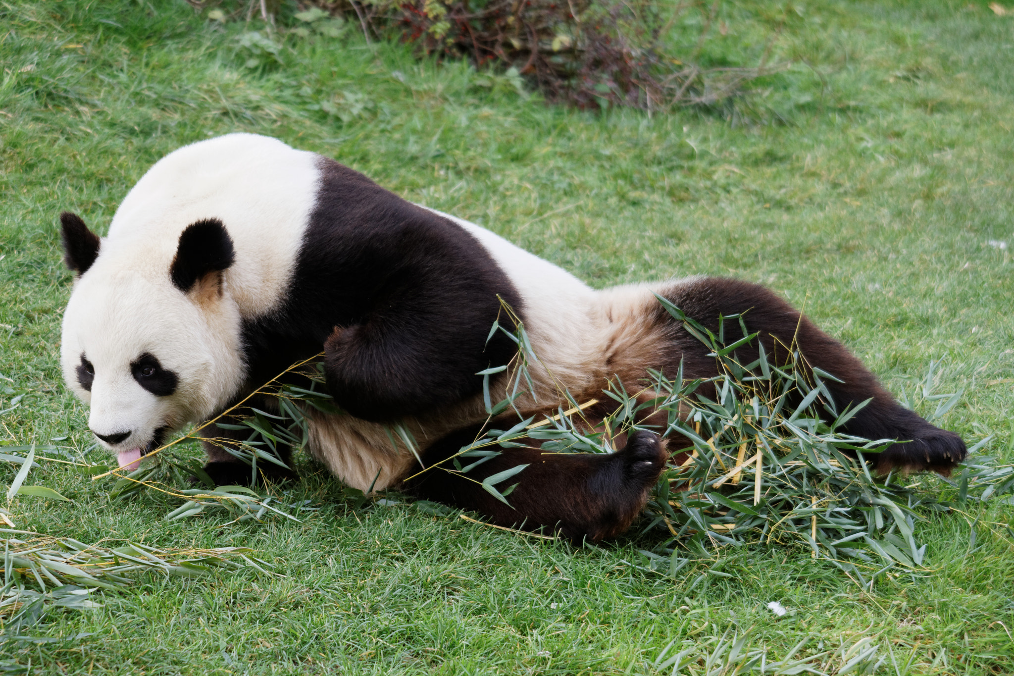 Sigma 50-500mm f/4-6.3 APO HSM EX sample photo. Zoo photography