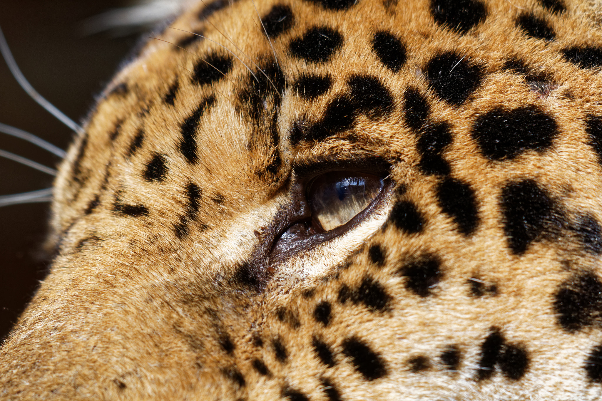 Sigma 50-500mm f/4-6.3 APO HSM EX sample photo. Zoo photography