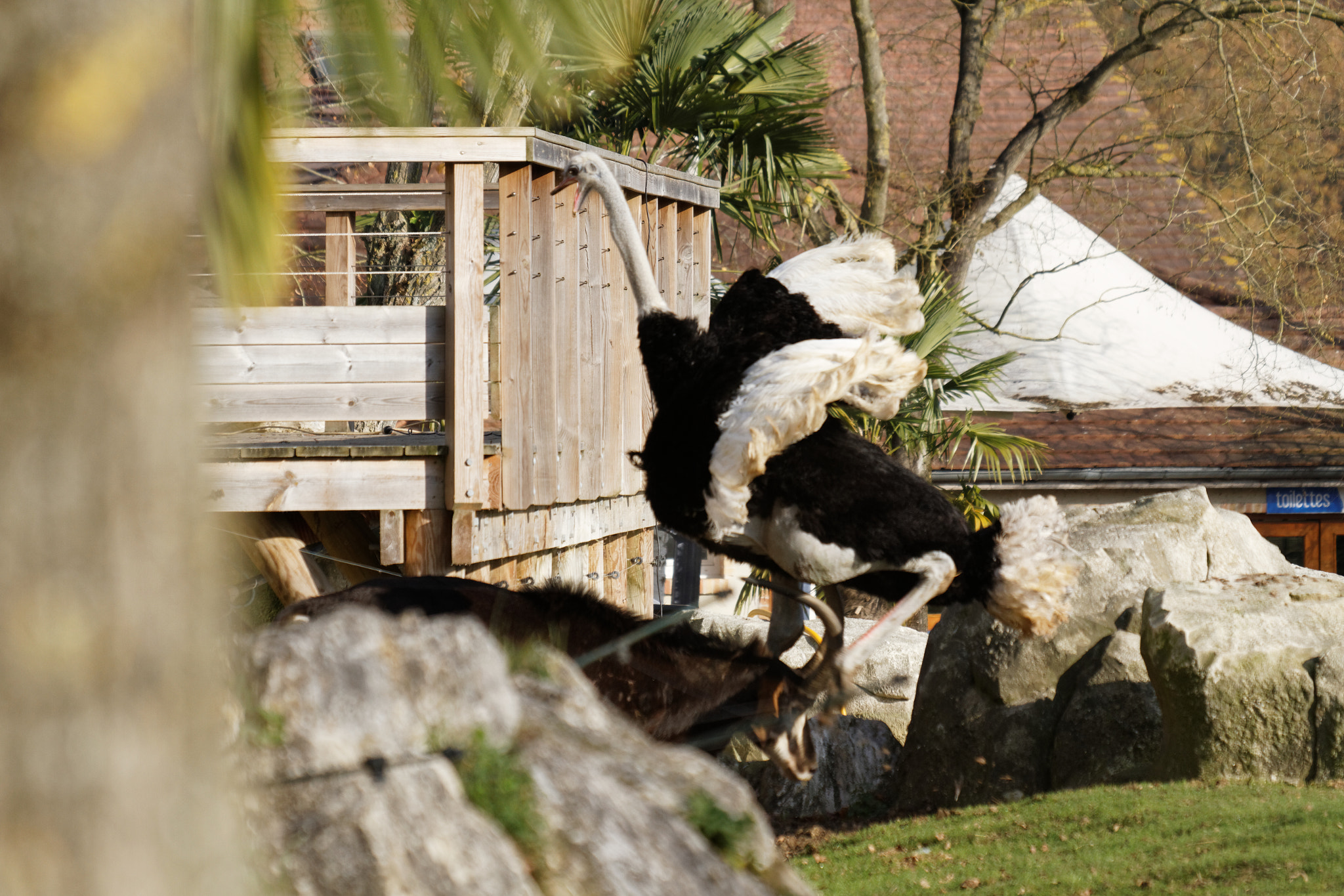 Sigma 50-500mm f/4-6.3 APO HSM EX sample photo. Zoo photography
