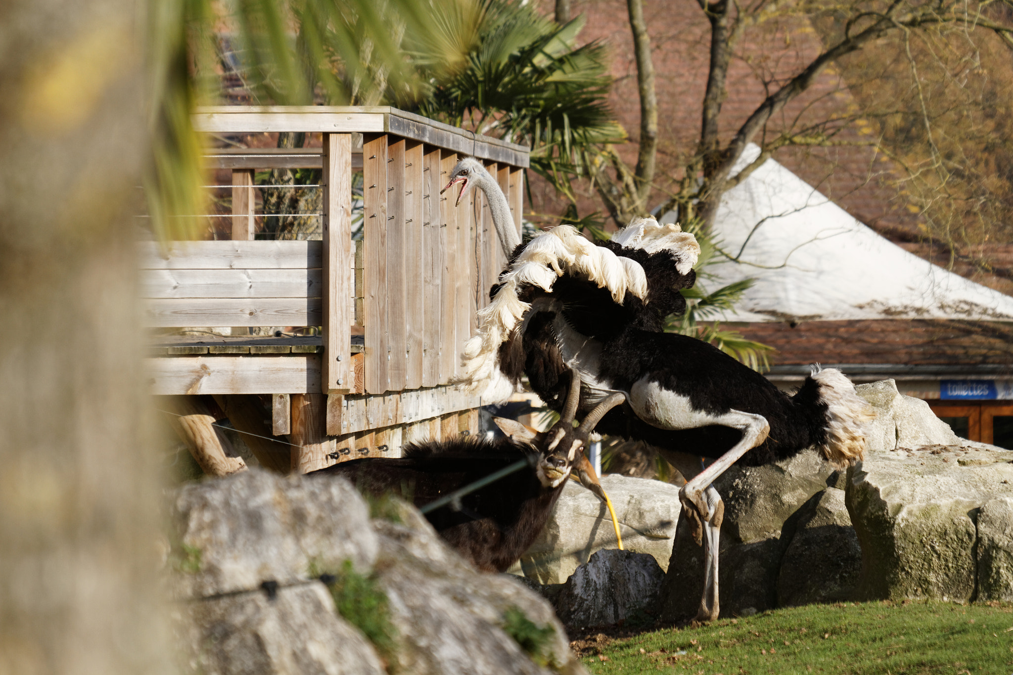 Sigma 50-500mm f/4-6.3 APO HSM EX sample photo. Zoo photography