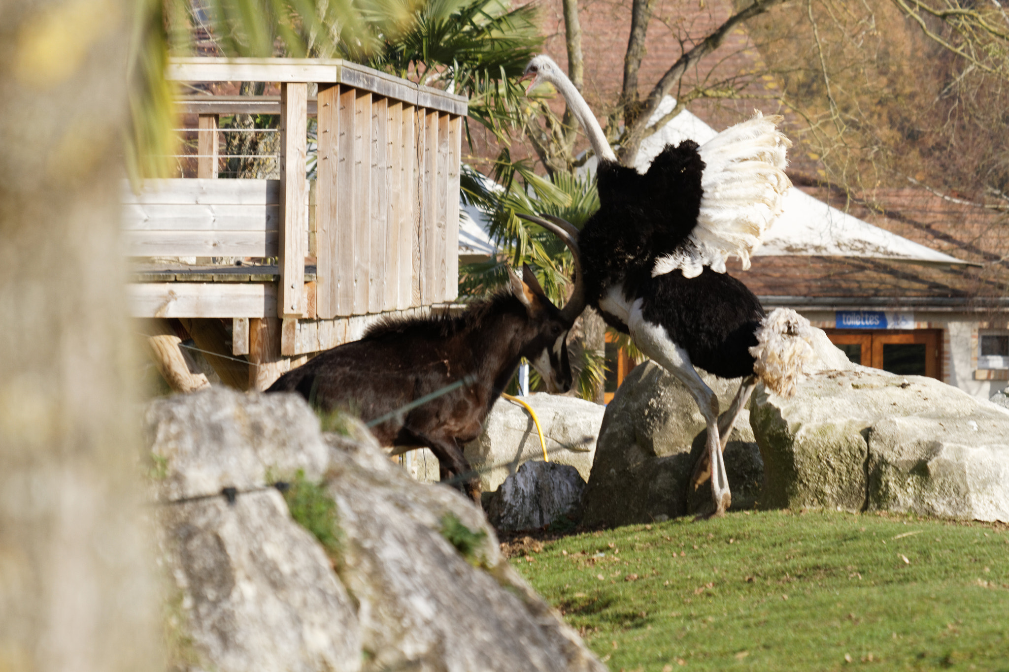 Sigma 50-500mm f/4-6.3 APO HSM EX sample photo. Zoo photography