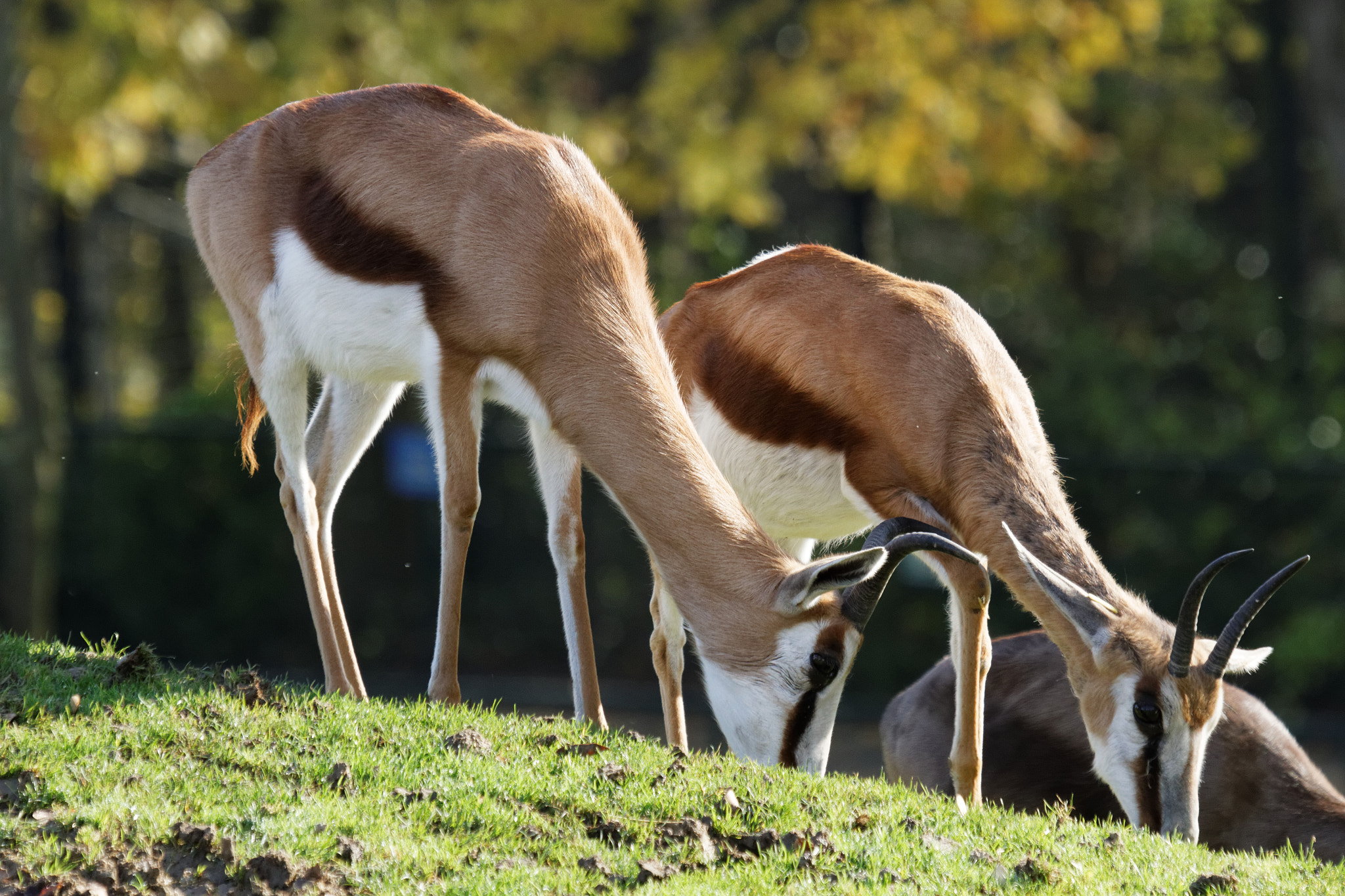 Sigma 50-500mm f/4-6.3 APO HSM EX sample photo. Zoo photography