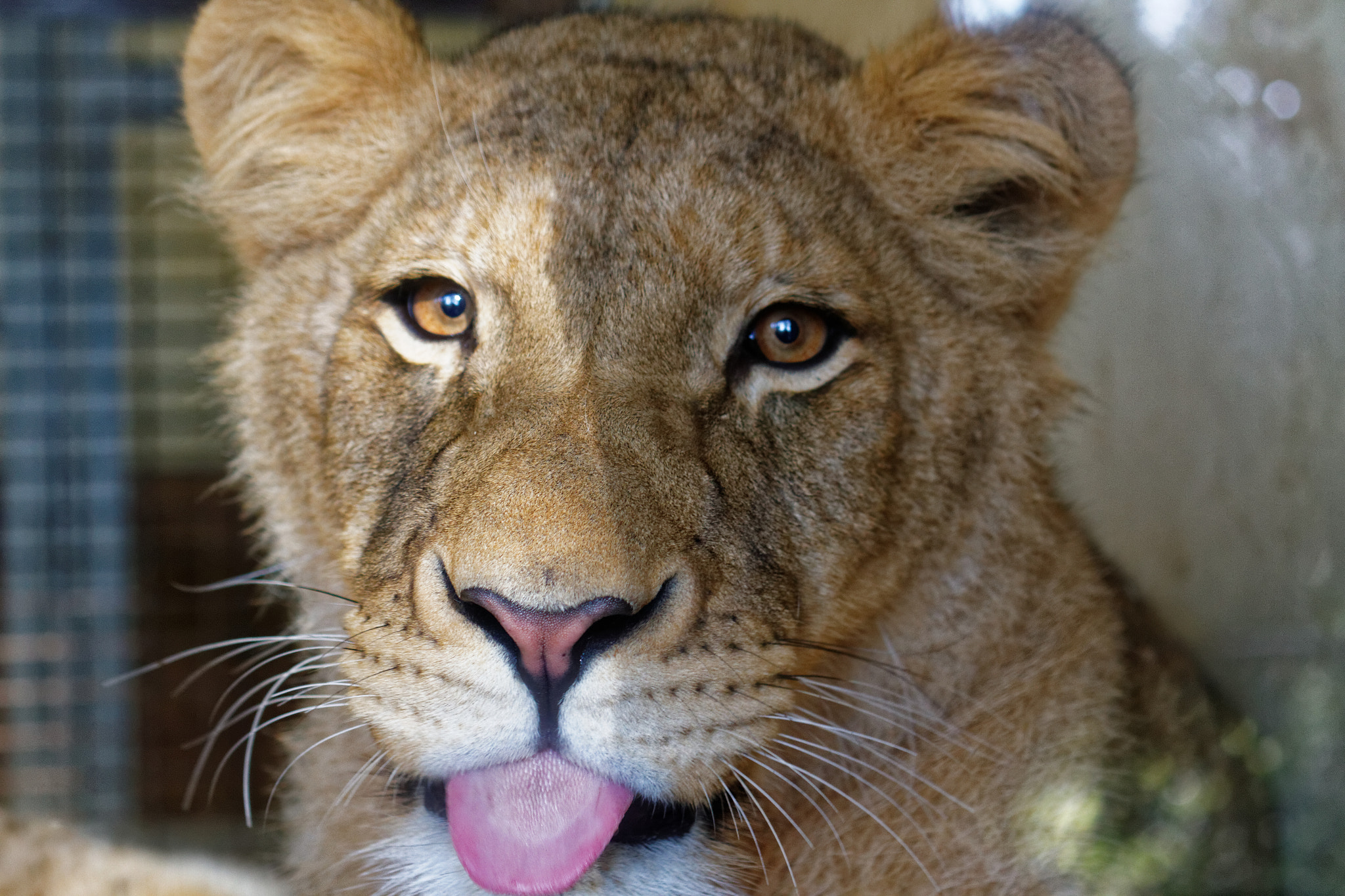 Sigma 50-500mm f/4-6.3 APO HSM EX sample photo. Zoo photography