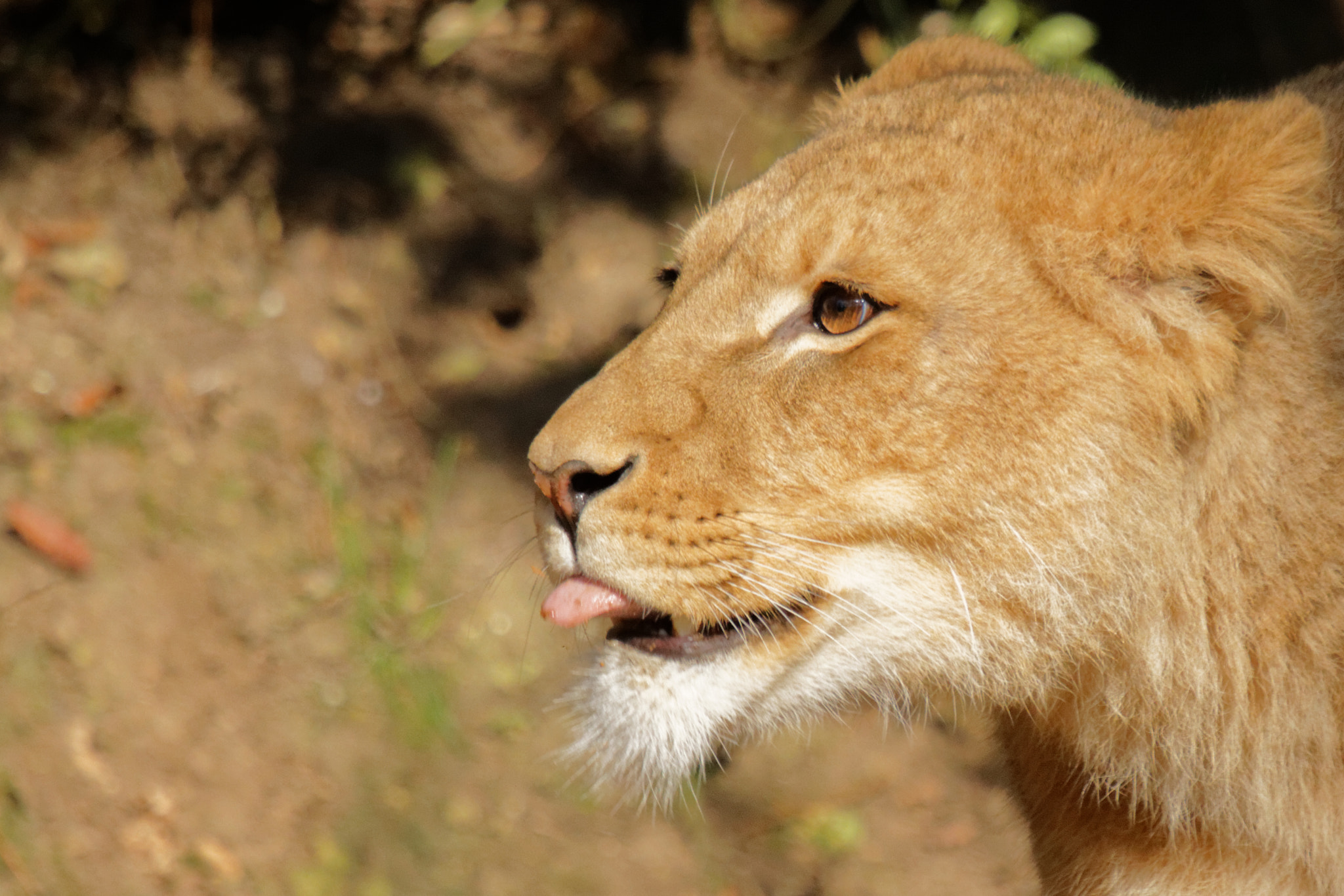 Sigma 50-500mm f/4-6.3 APO HSM EX sample photo. Zoo photography