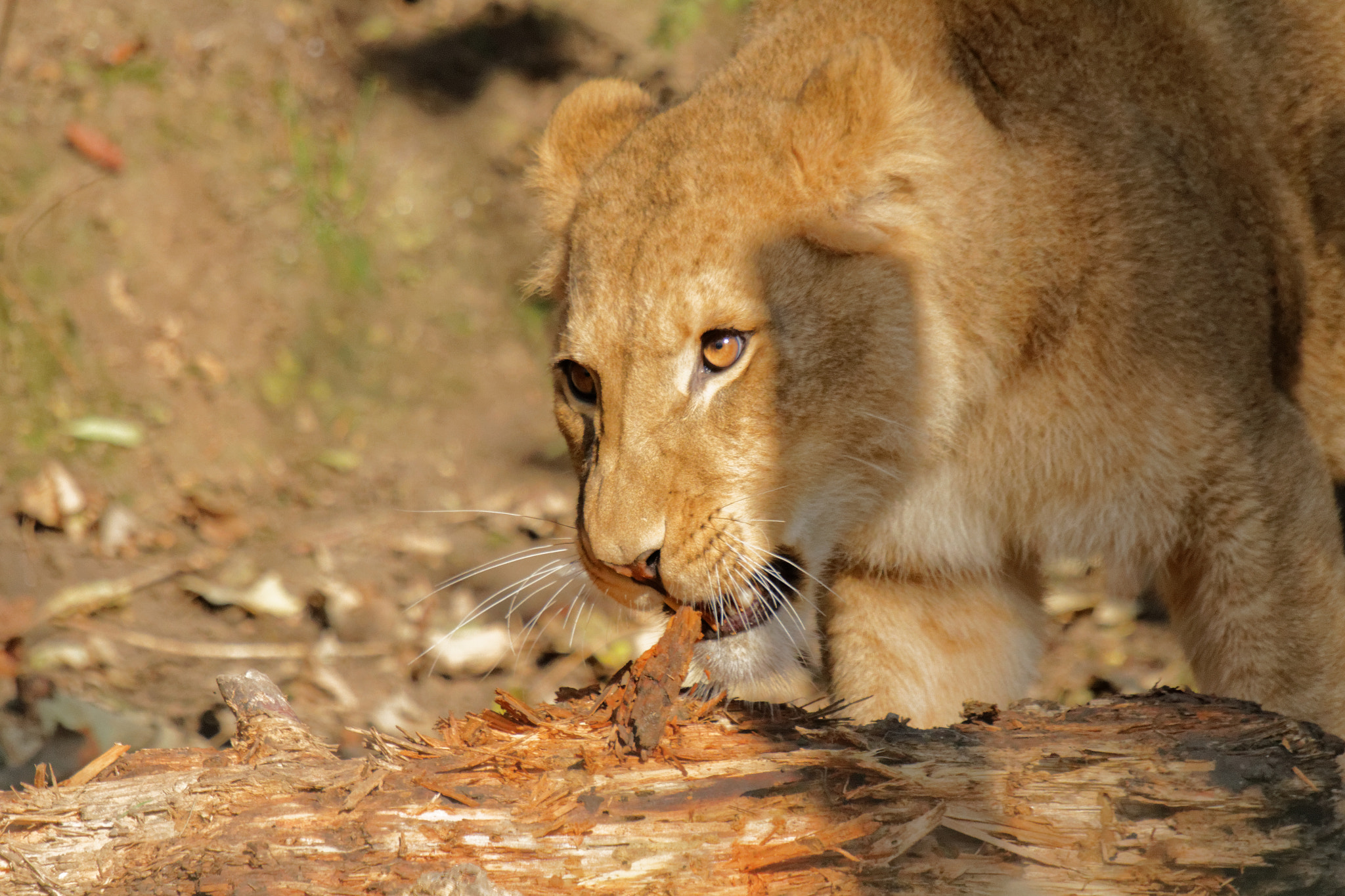 Sigma 50-500mm f/4-6.3 APO HSM EX sample photo. Zoo photography