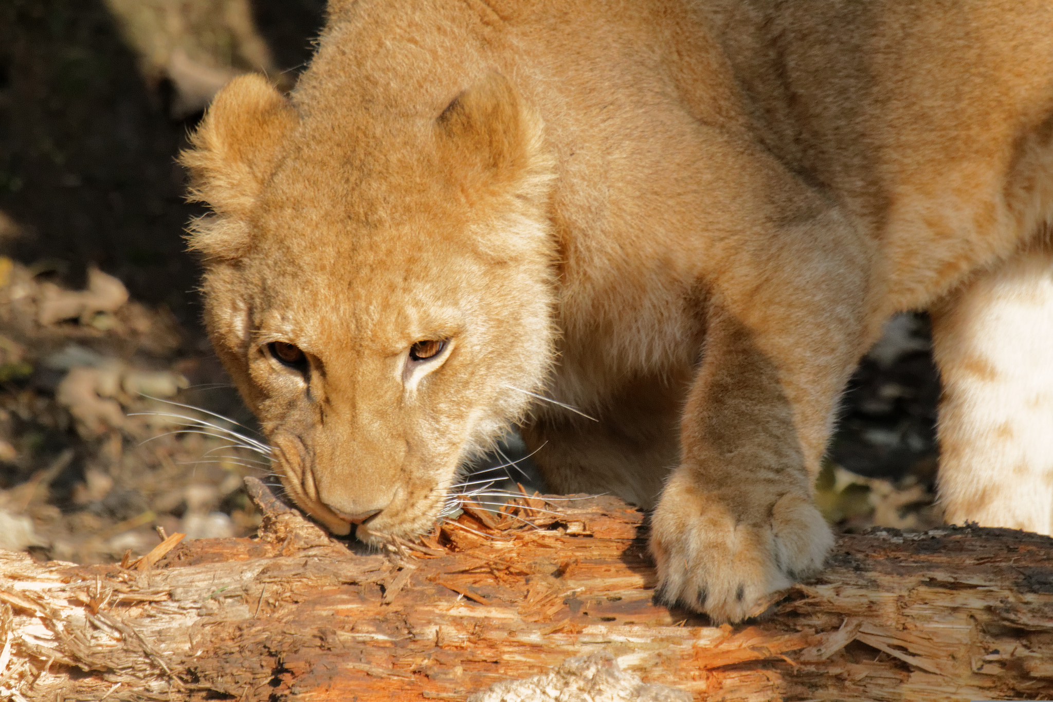 Sigma 50-500mm f/4-6.3 APO HSM EX sample photo. Zoo photography