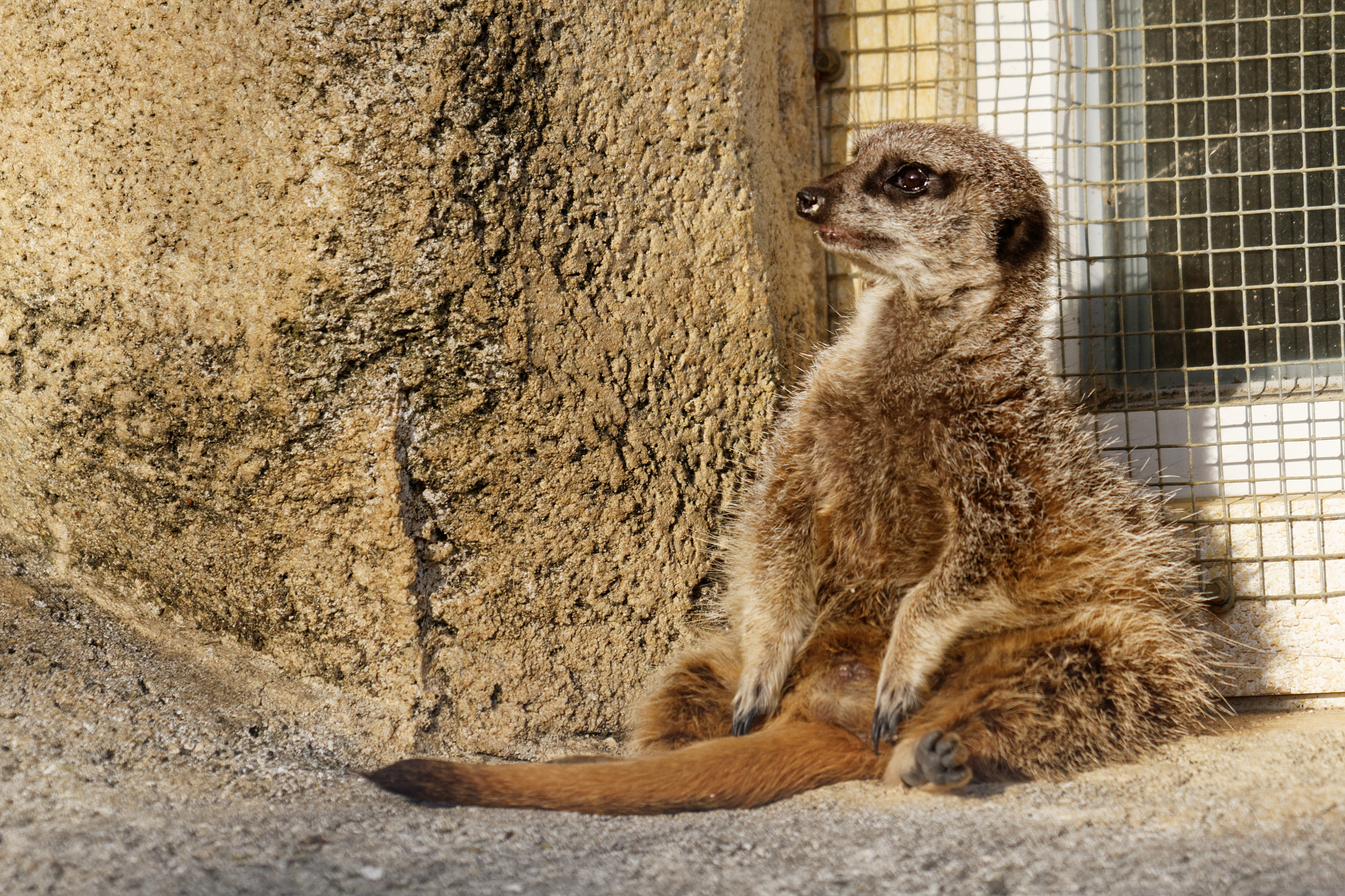 Sigma 50-500mm f/4-6.3 APO HSM EX sample photo. Zoo photography