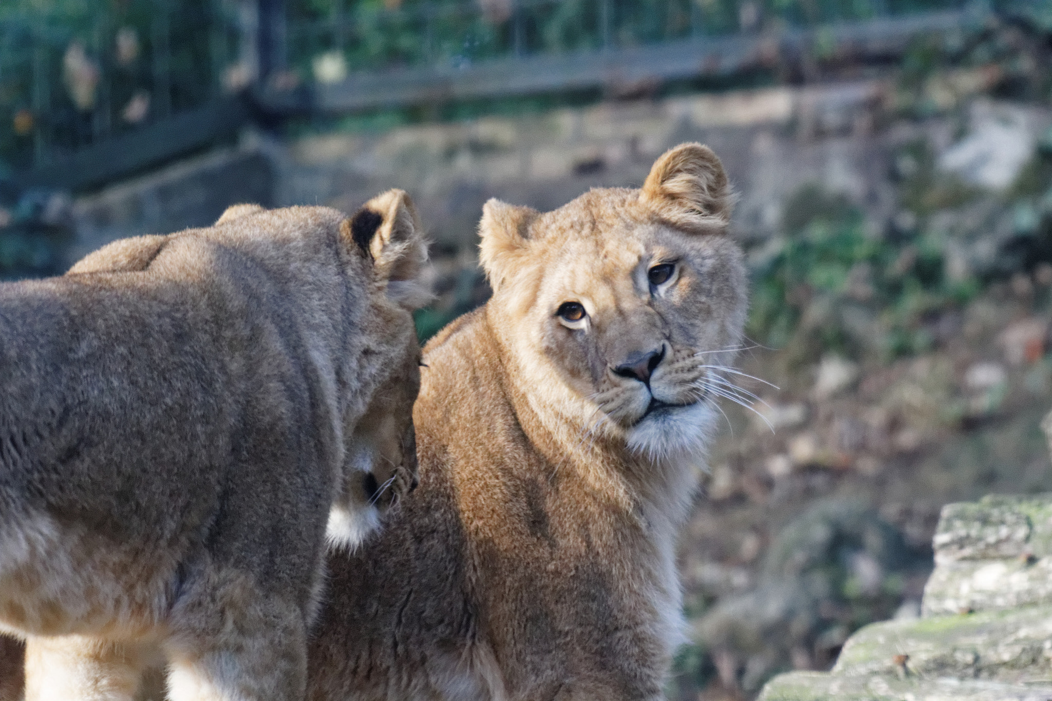 Sigma 50-500mm f/4-6.3 APO HSM EX sample photo. Zoo photography