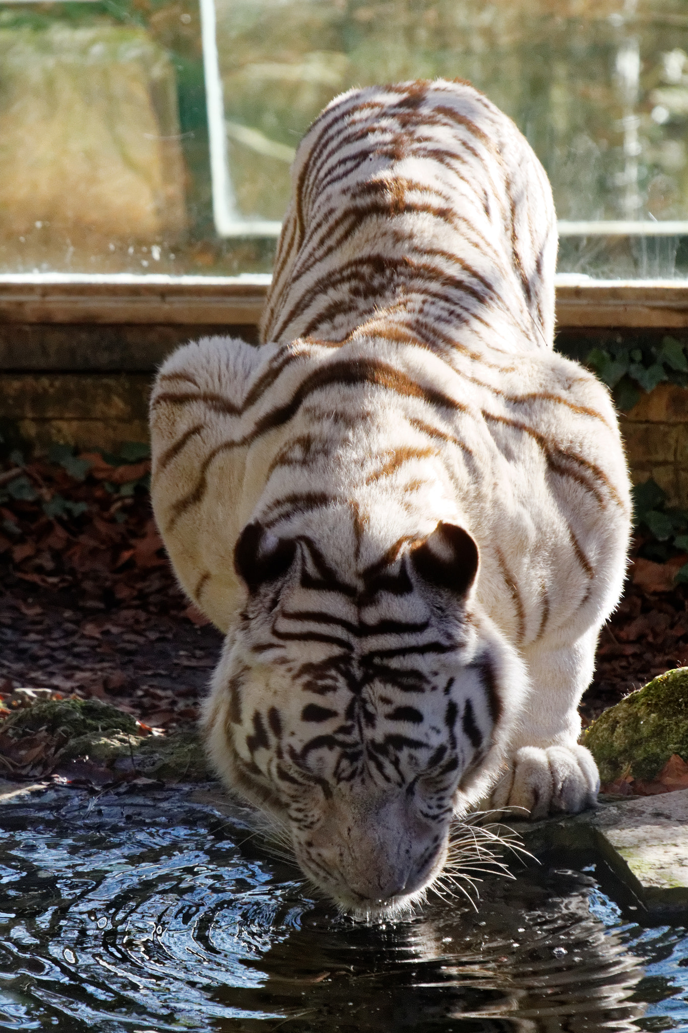 Sigma 50-500mm f/4-6.3 APO HSM EX sample photo. 25532546433.jpg photography