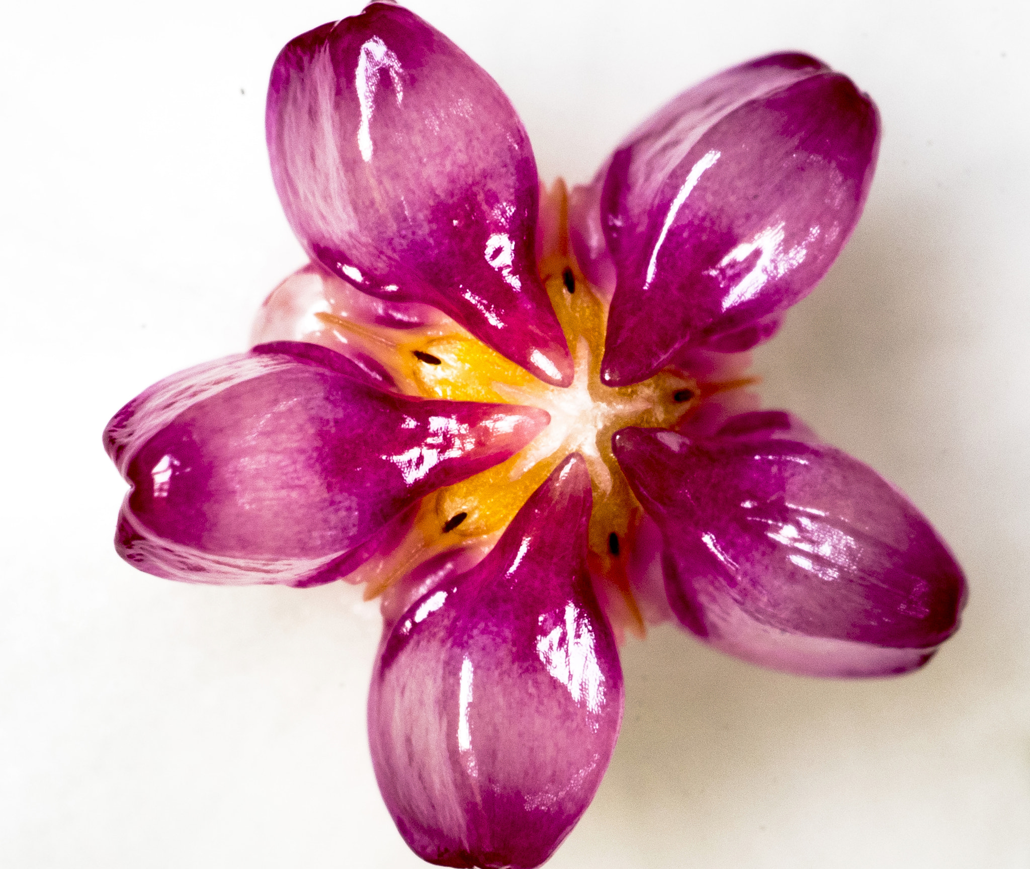 Sigma 150mm F2.8 EX DG Macro HSM sample photo. Hoya photography