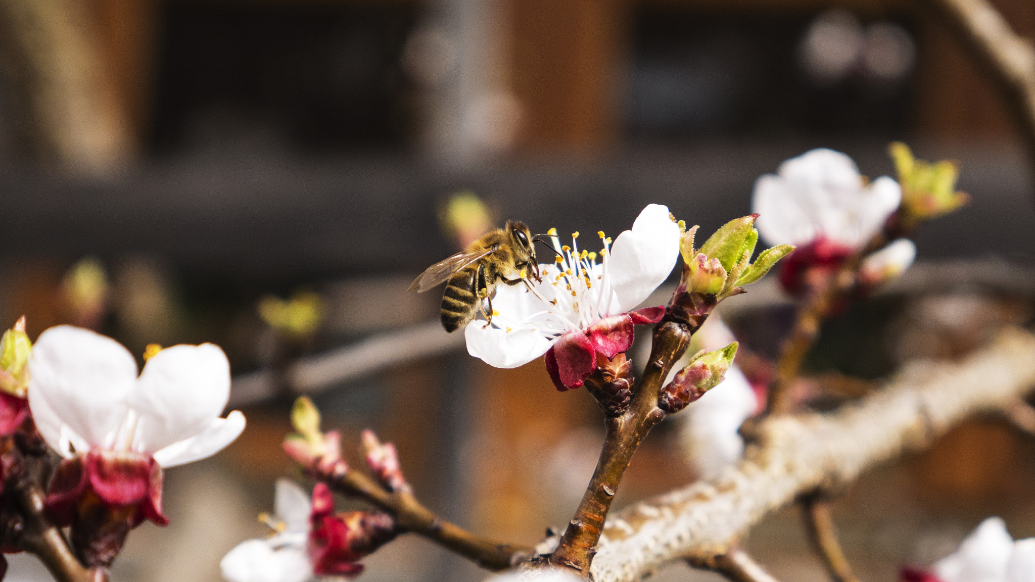 Panasonic DMC-G70 sample photo. Bee at work photography